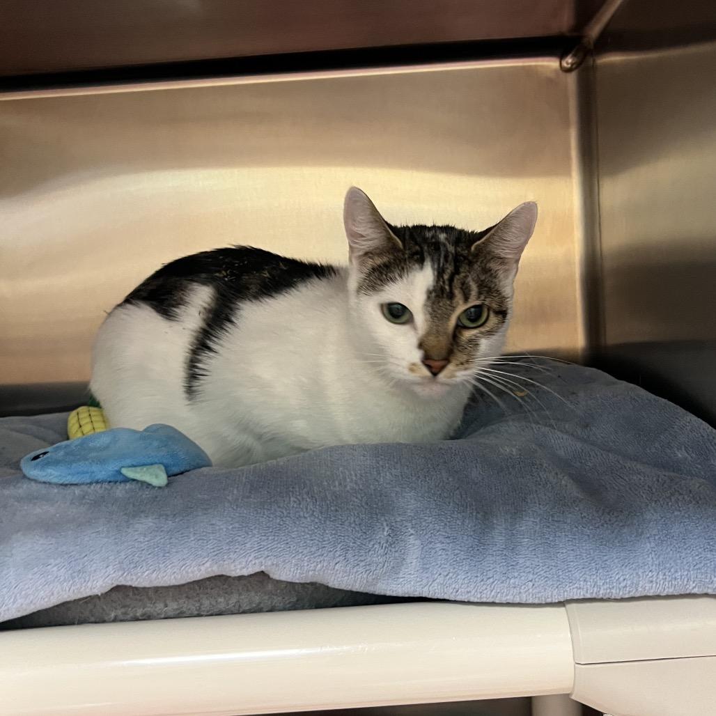 Enlarge Deja, a Adoptable Domestic Medium Hair in Keizer, OR image 2/6