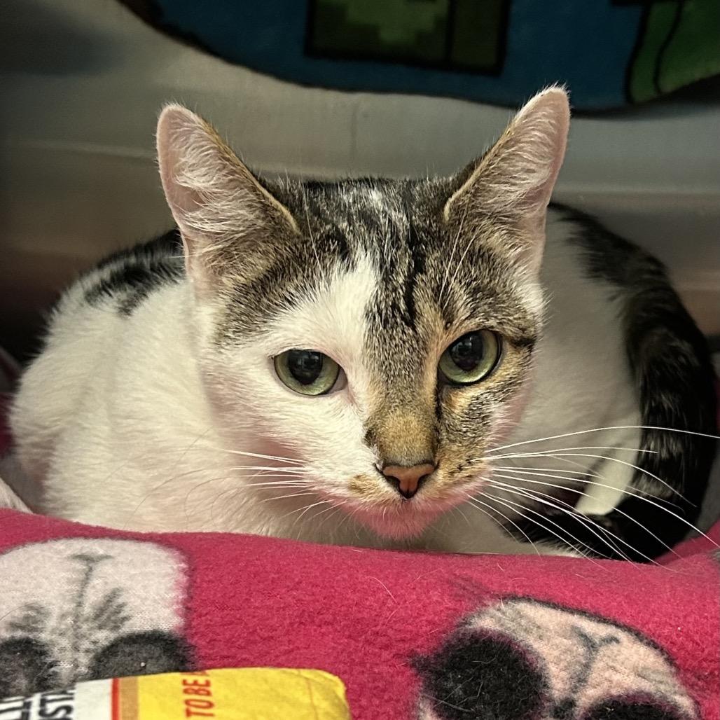 Enlarge Deja, a Adoptable Domestic Medium Hair in Keizer, OR image 3/6