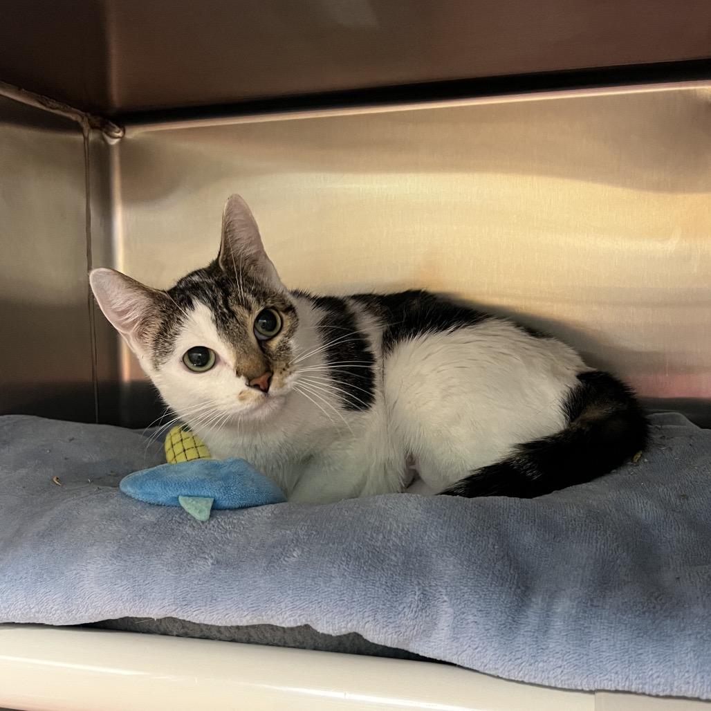 Enlarge Deja, a Adoptable Domestic Medium Hair in Keizer, OR image 4/6