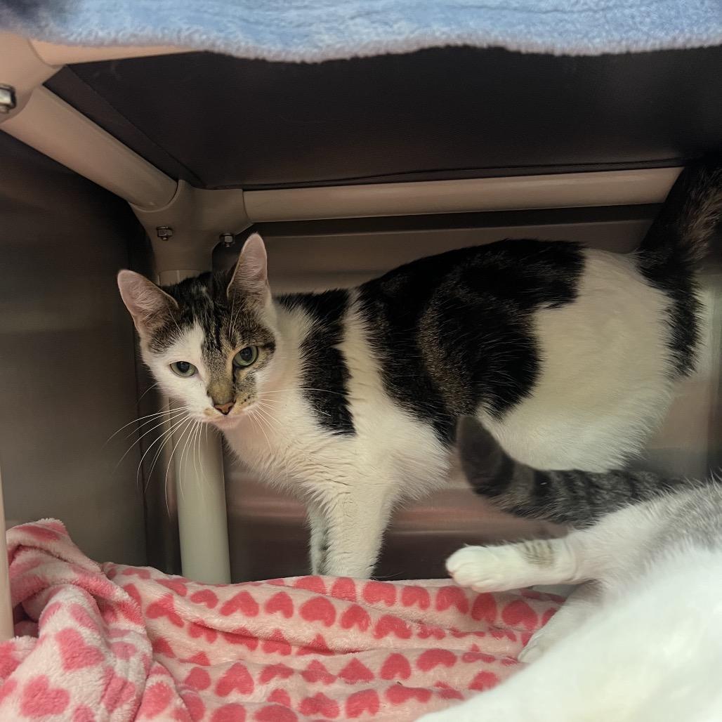 Enlarge Deja, a Adoptable Domestic Medium Hair in Keizer, OR image 5/6