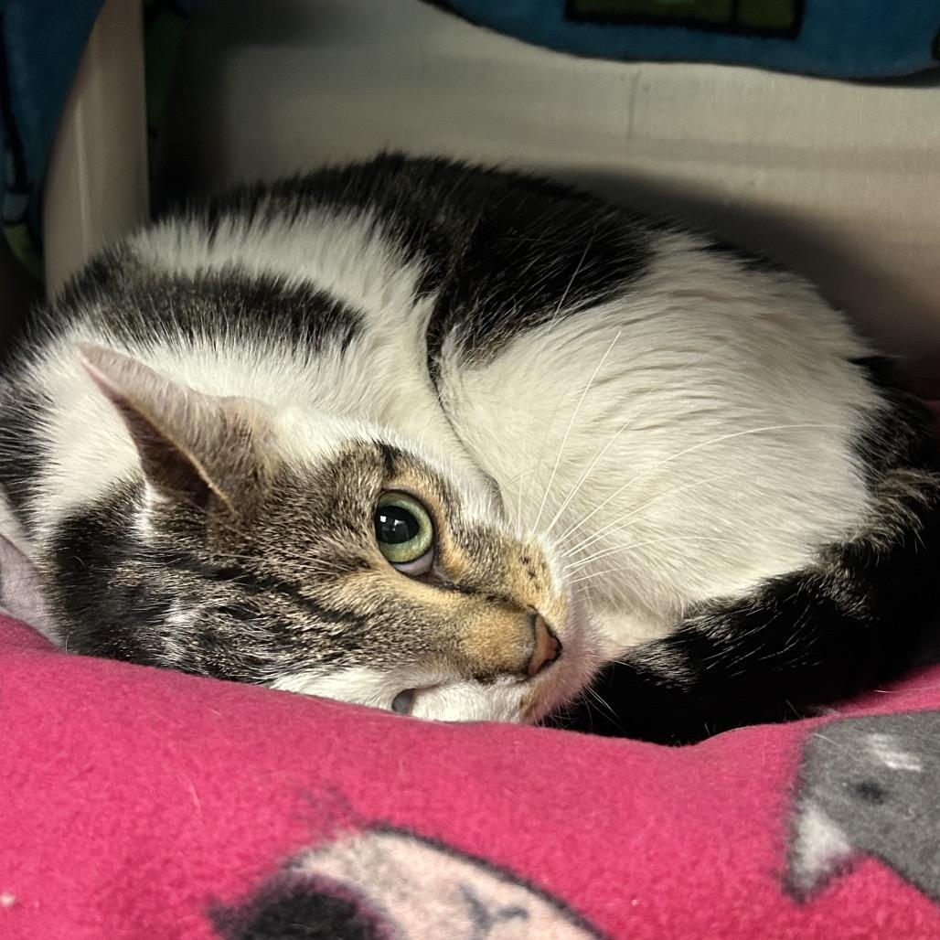 Enlarge Deja, a Adoptable Domestic Medium Hair in Keizer, OR image 6/6