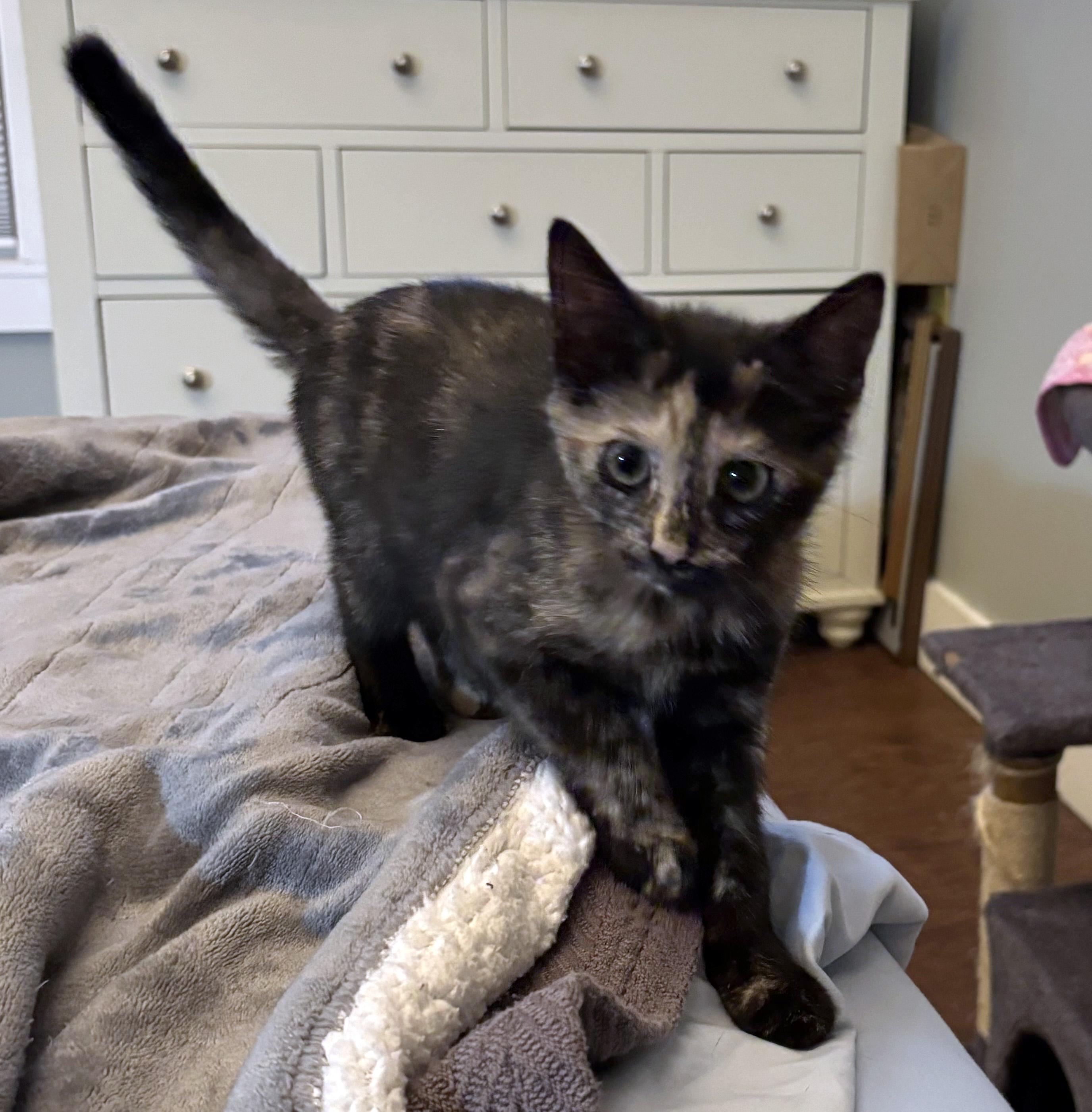 Enlarge Sluice, a Adoptable Domestic Short Hair in Fair Haven, VT image 1/1