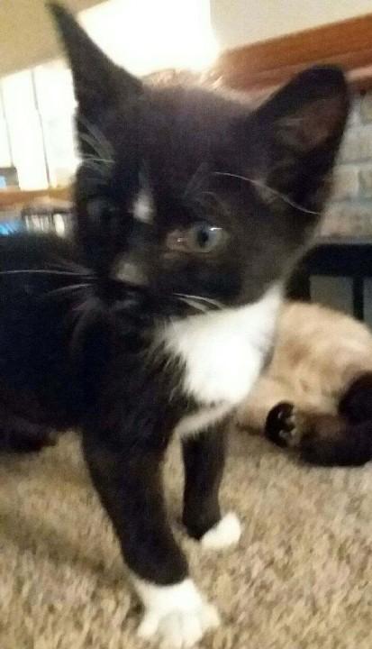 Starl — thumbnail 2