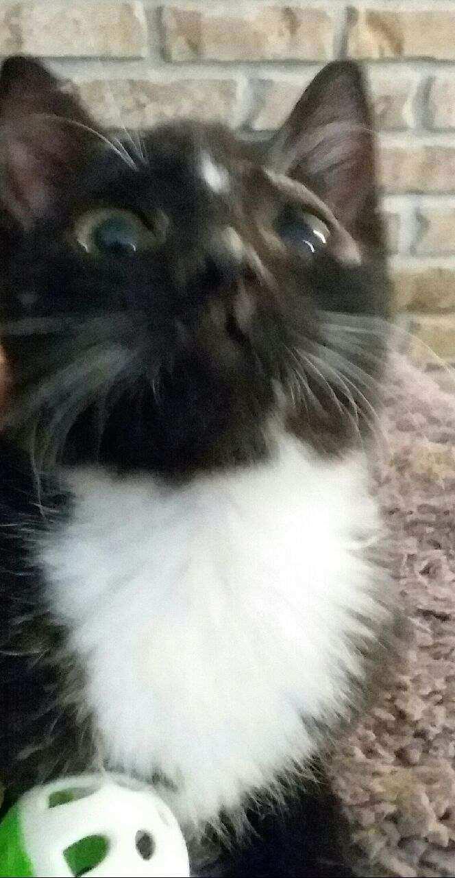 Starl — thumbnail 3