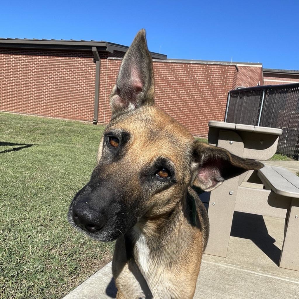 Enlarge Cocoa, a Adoptable German Shepherd Dog in Brenham, TX image 3/6