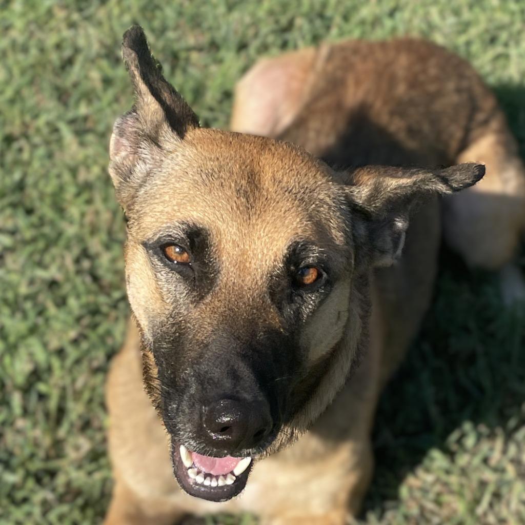 Enlarge Cocoa, a Adoptable German Shepherd Dog in Brenham, TX image 1/6