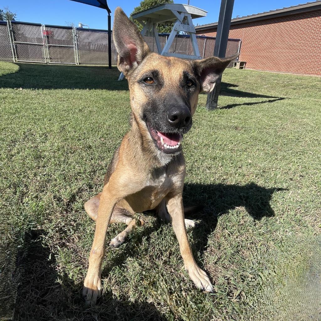 Enlarge Cocoa, a Adoptable German Shepherd Dog in Brenham, TX image 6/6