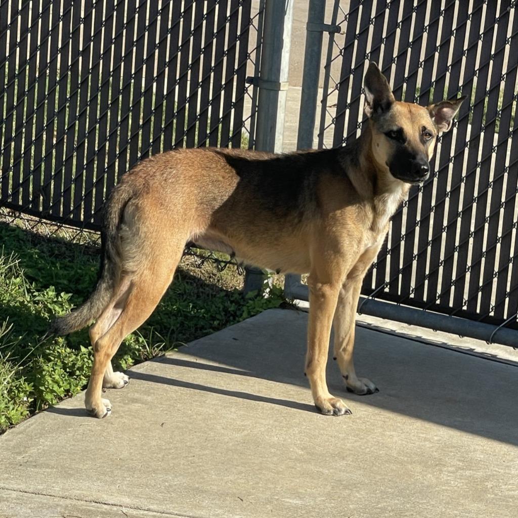 Enlarge Cocoa, a Adoptable German Shepherd Dog in Brenham, TX image 4/6