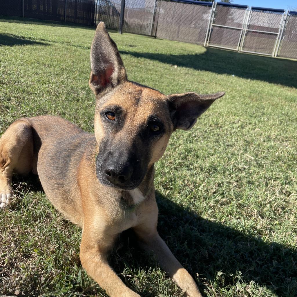 Enlarge Cocoa, a Adoptable German Shepherd Dog in Brenham, TX image 5/6