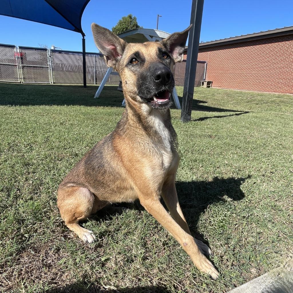 Enlarge Cocoa, a Adoptable German Shepherd Dog in Brenham, TX image 6/6
