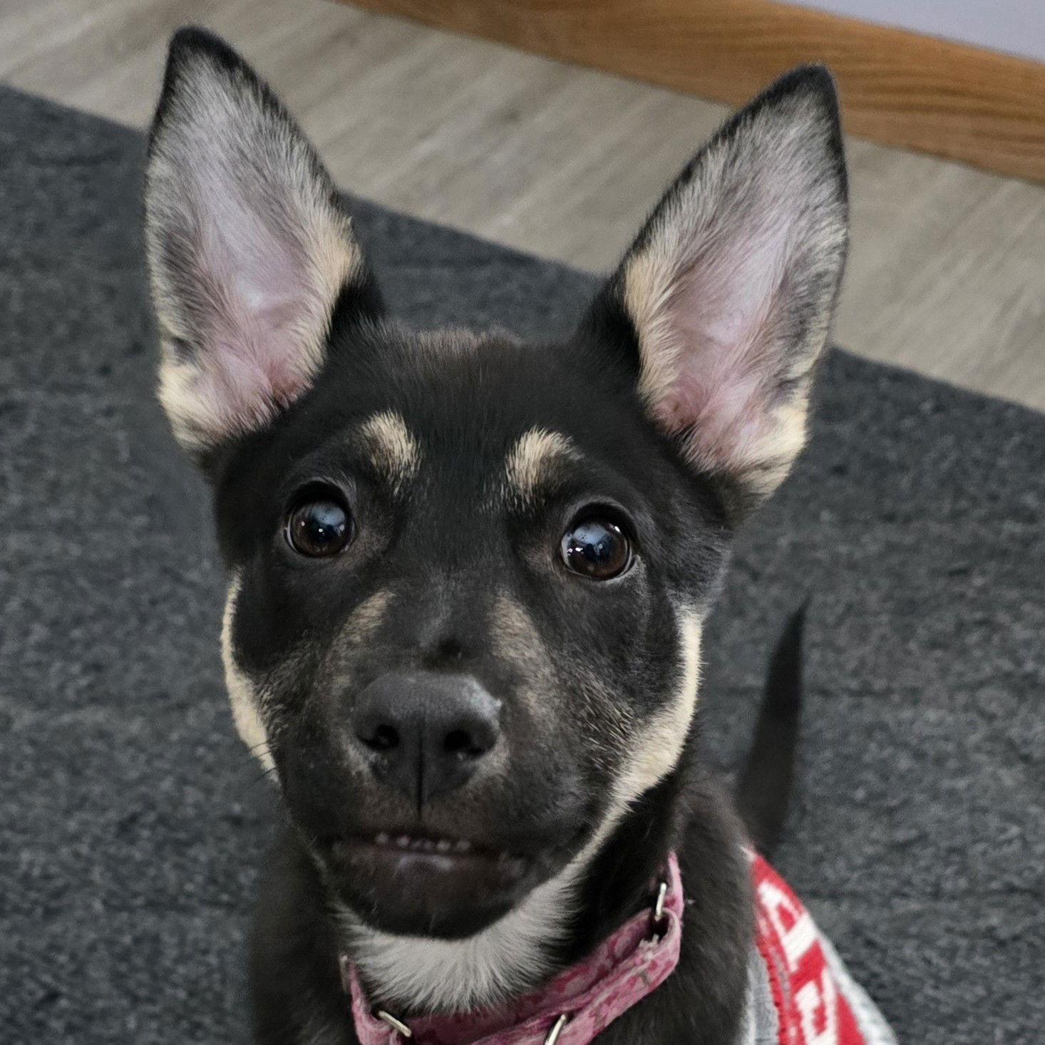 Crumble, Adoptable, Young Female Shepherd.
