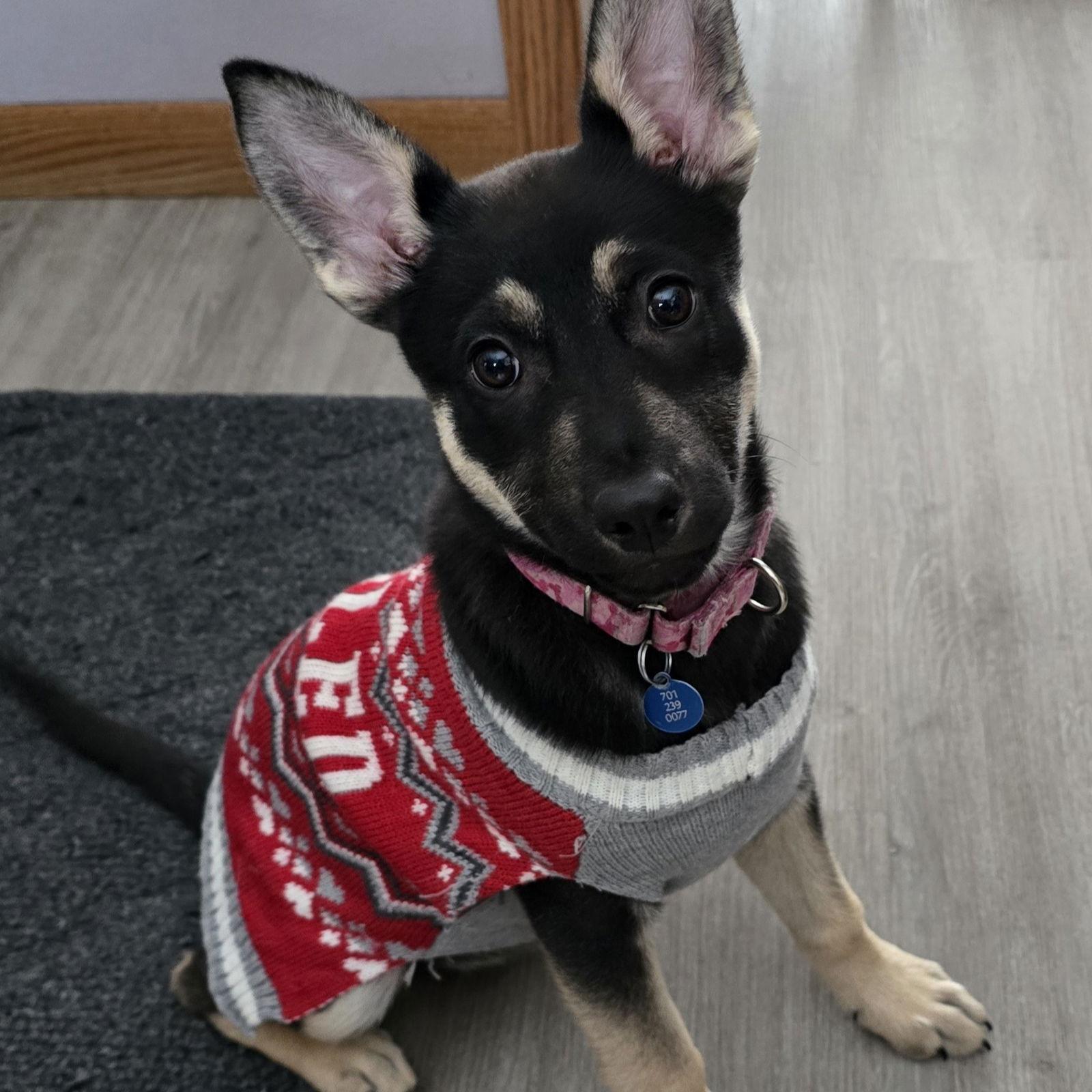 Crumble, a Adoptable Shepherd in Fargo, ND image 3/3