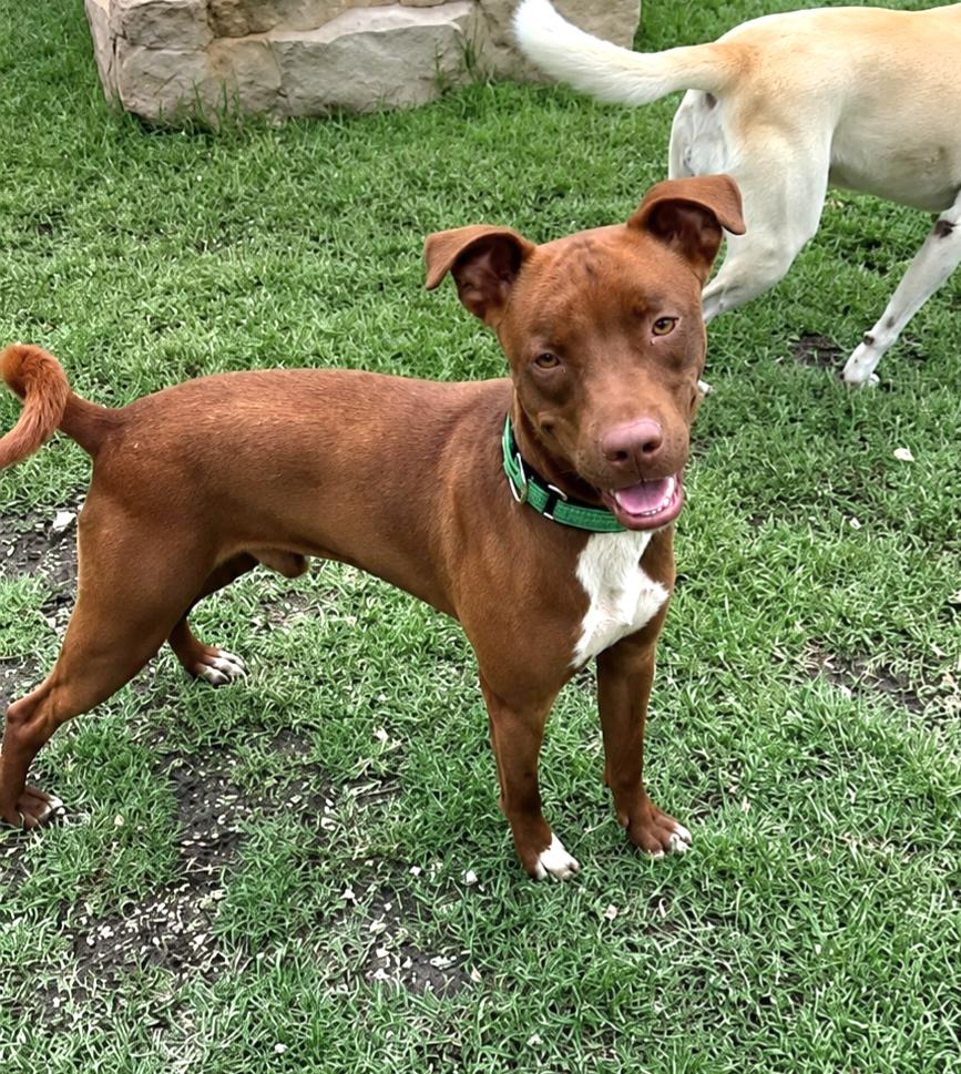 Enlarge Hershey, a ADOPTABLE mixed breed in Rochester, NY image 6/6