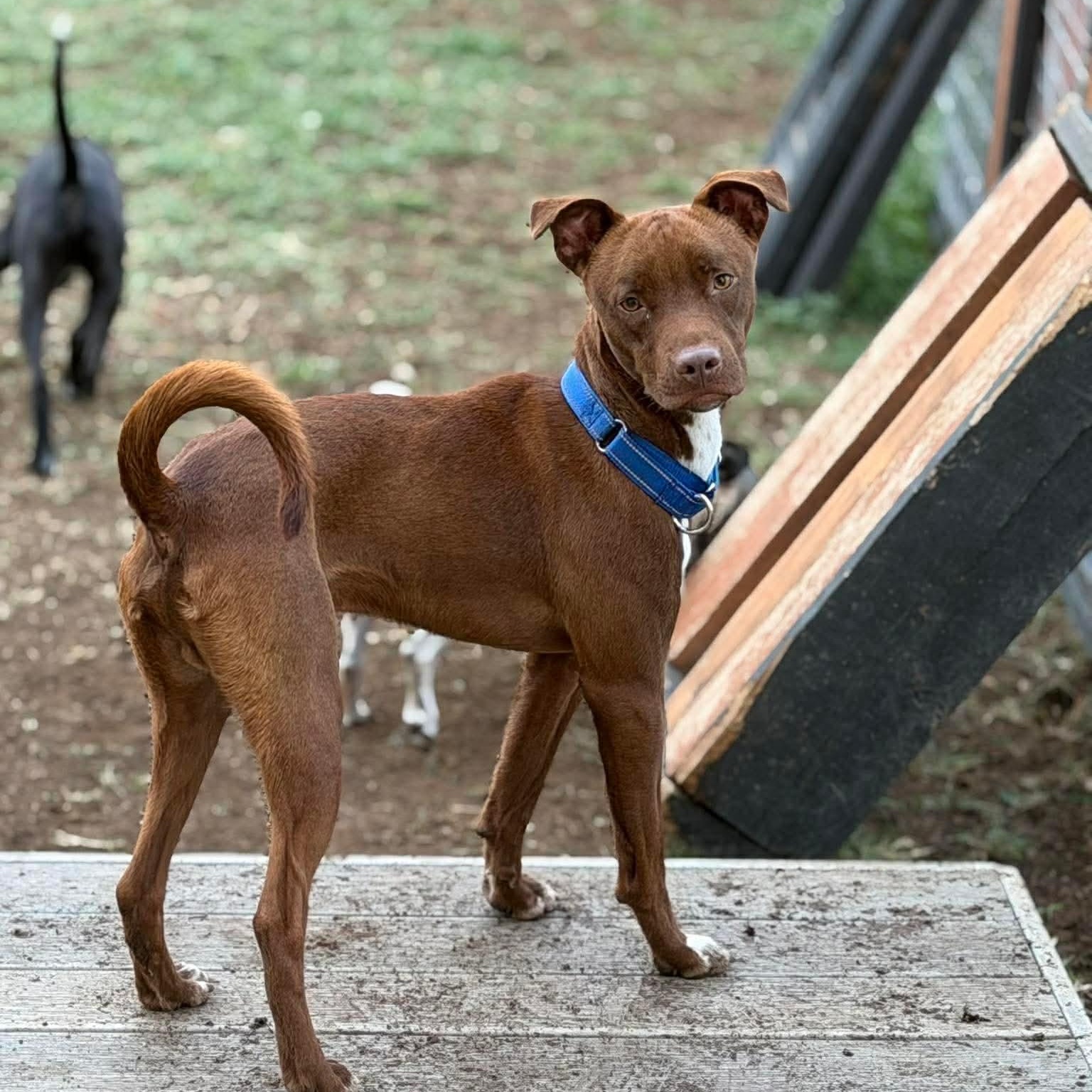 Enlarge Hershey, a ADOPTABLE mixed breed in Rochester, NY image 4/6