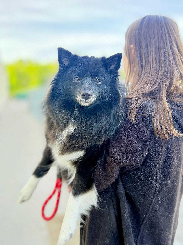 Dolly, Adoptable, Adult Female Shetland Sheepdog / Sheltie & Mixed Breed.
