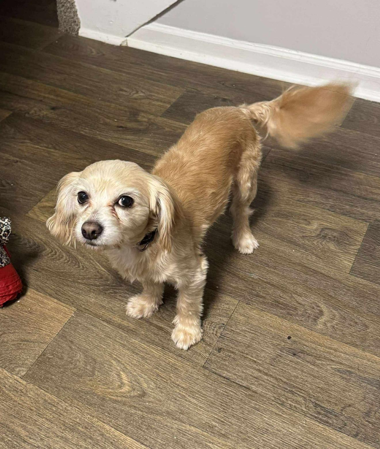 Cuban, Adopted, Adult Male Maltese.