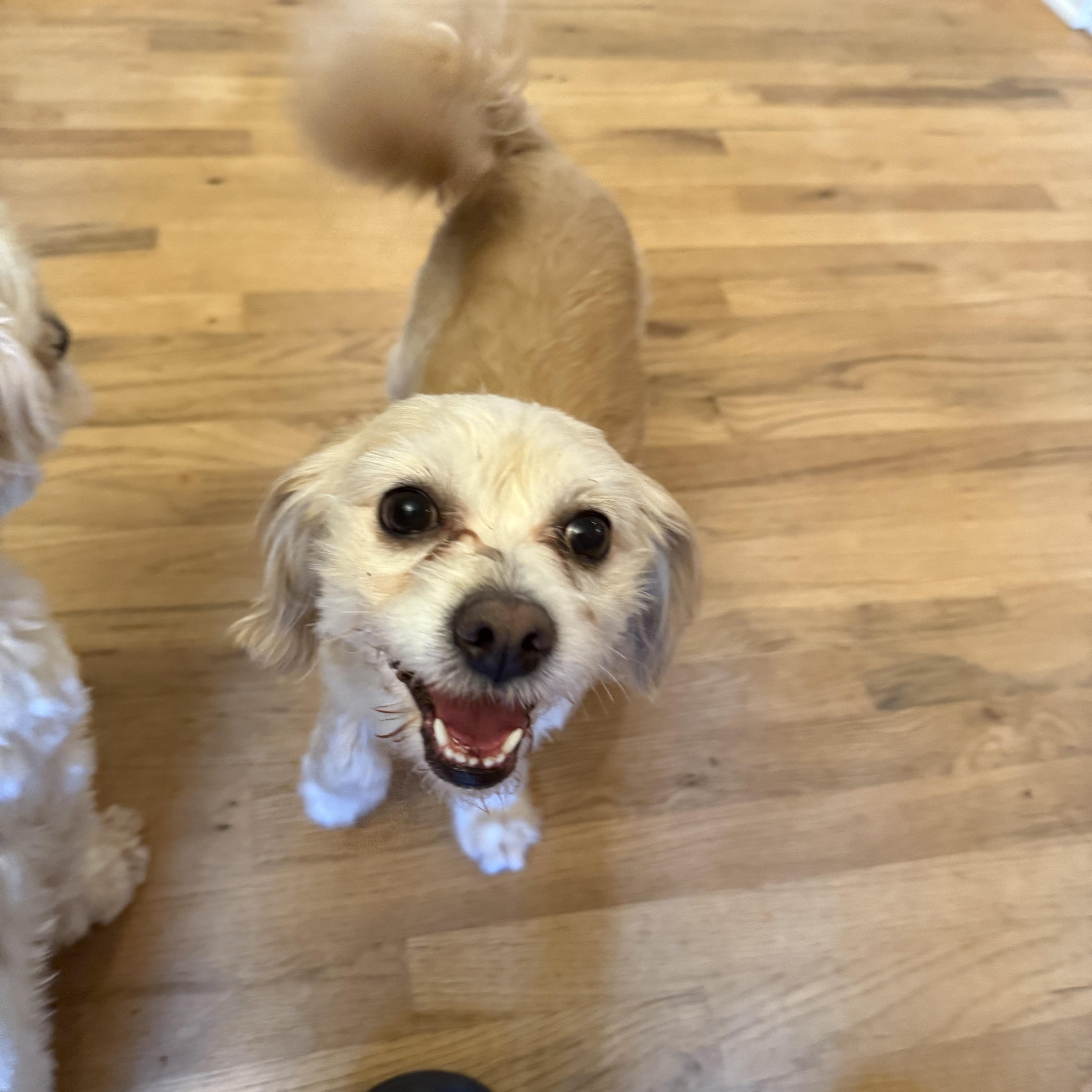 Enlarge Cuban, a Adopted mixed breed in Spartanburg, SC image 2/6