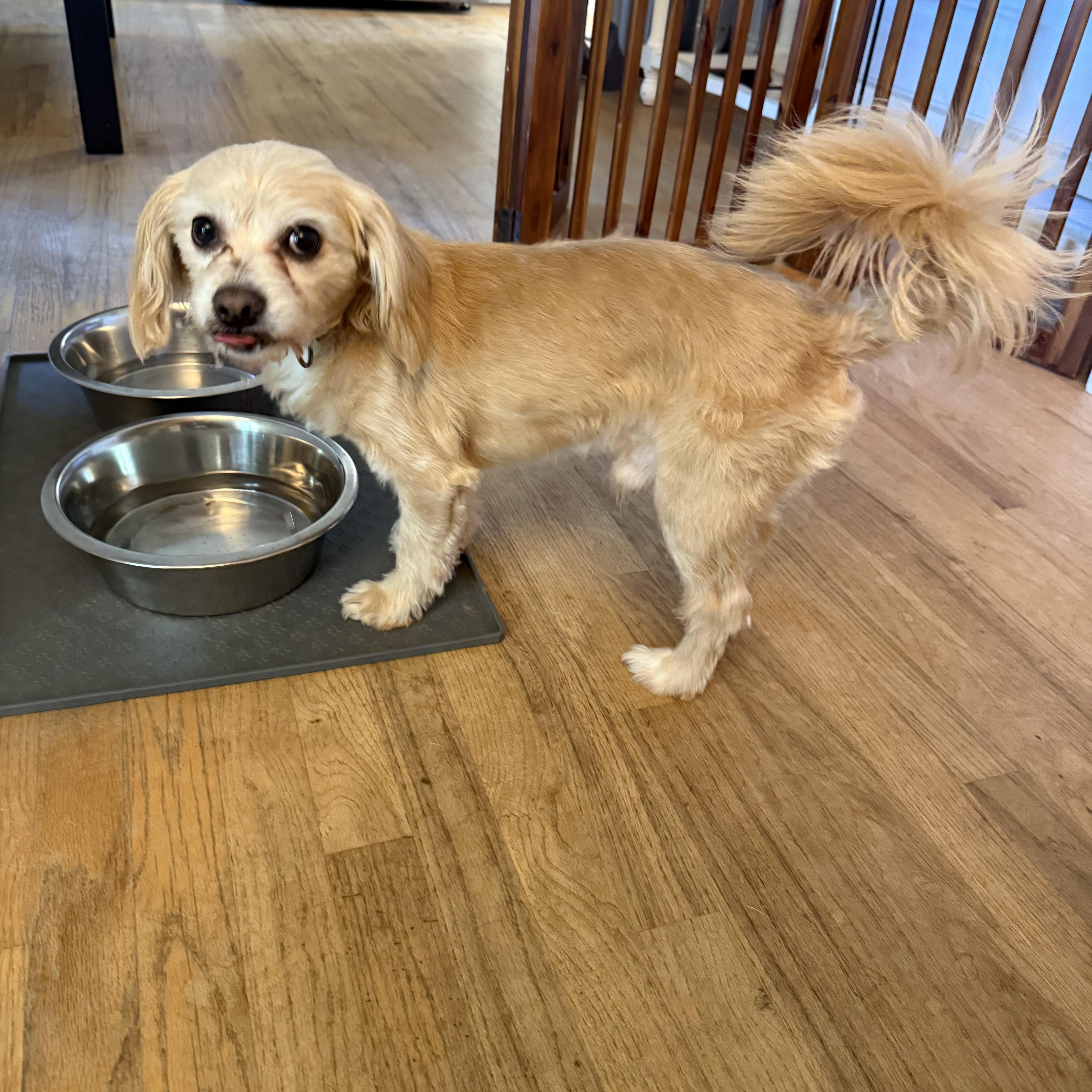 Enlarge Cuban, a Adopted mixed breed in Spartanburg, SC image 3/6