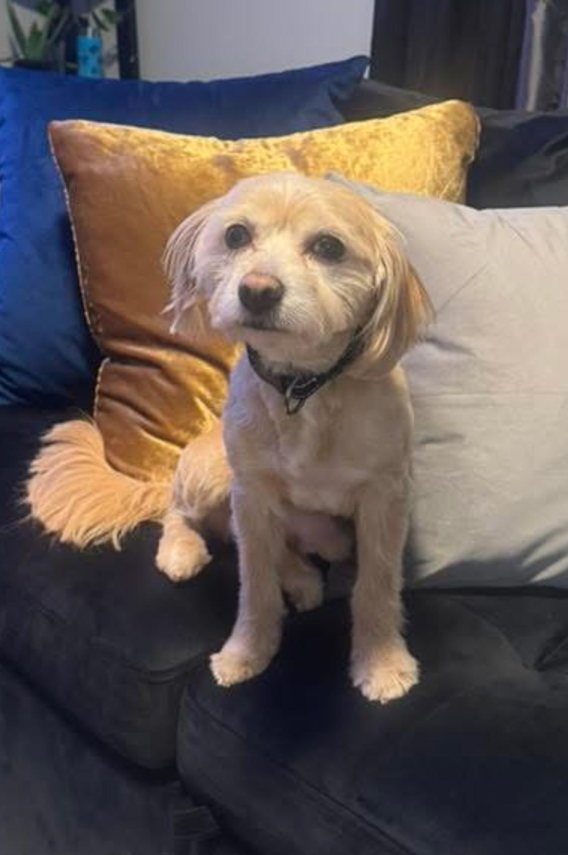 Enlarge Cuban, a Adopted mixed breed in Spartanburg, SC image 4/6