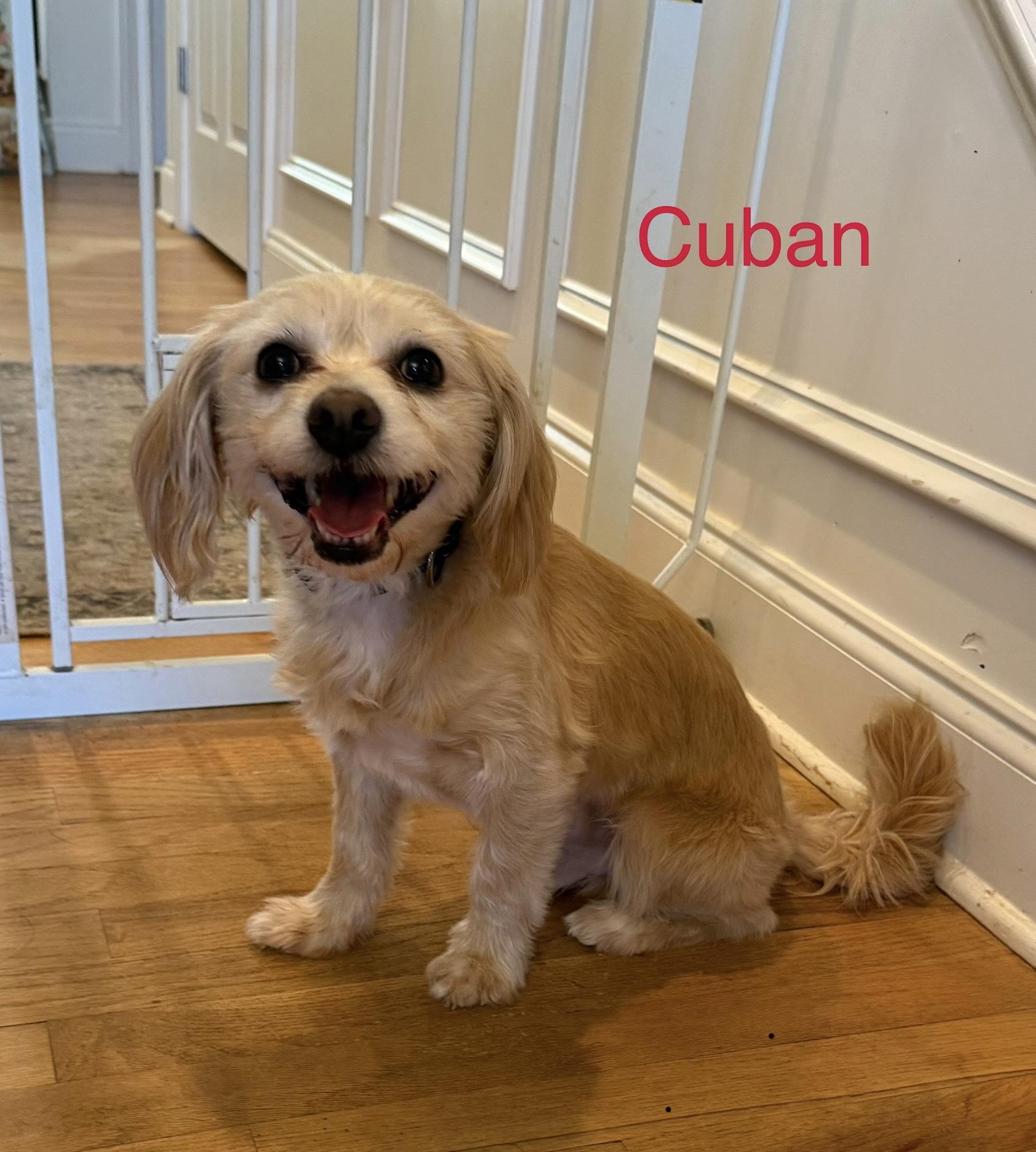 Enlarge Cuban, a Adopted mixed breed in Spartanburg, SC image 5/6