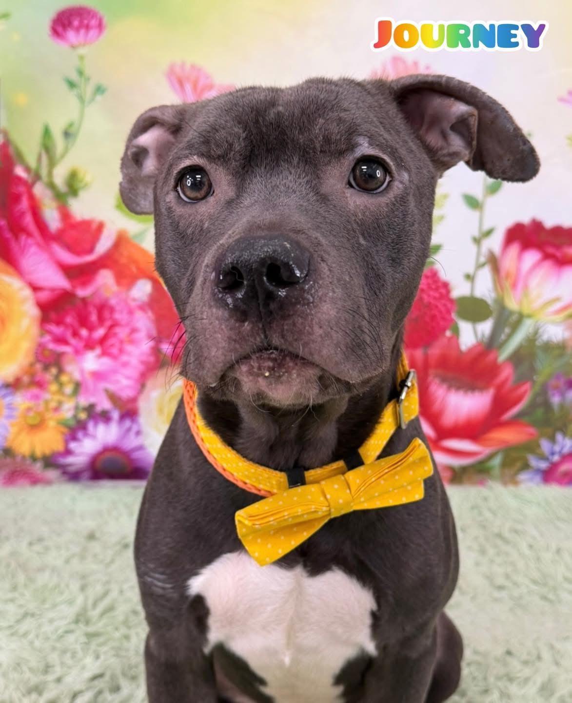 Journey, ADOPTABLE, Adult Male Mixed Breed.