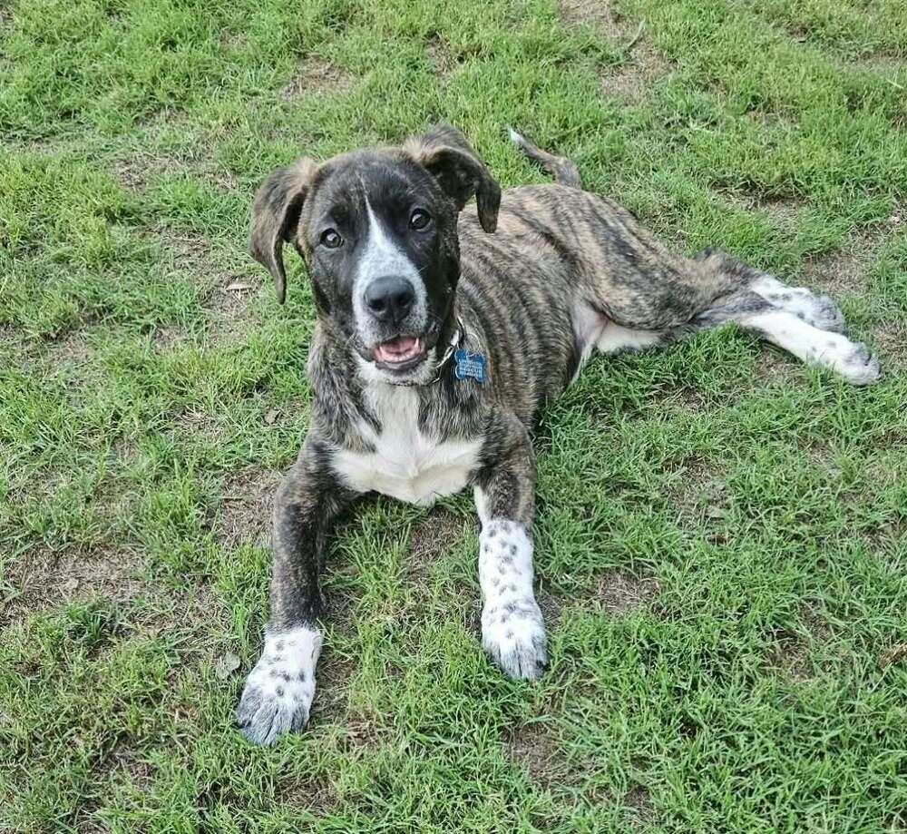 Enlarge Katie, a Adoptable mixed breed in Henniker, NH image 1/1