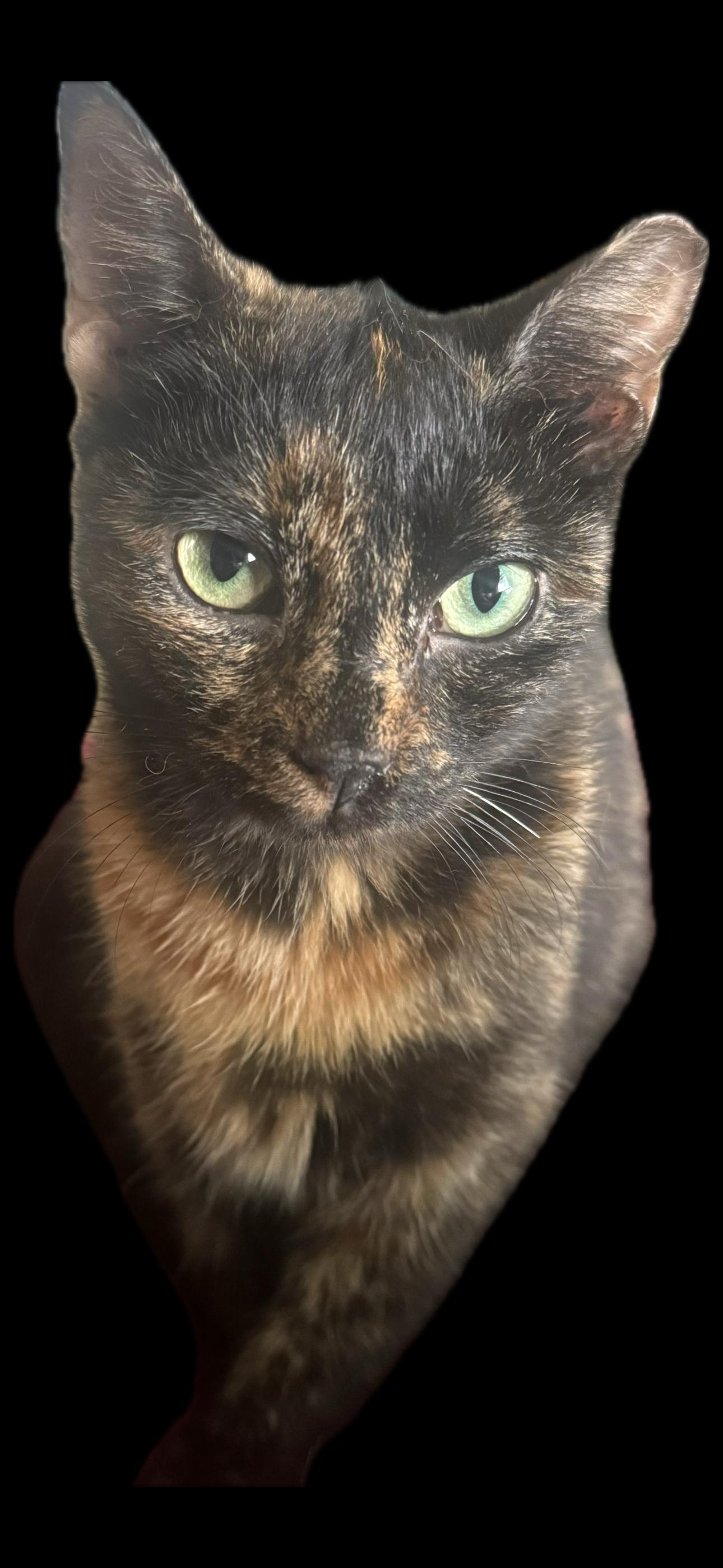 Enlarge Little Lady, a Adoptable Tortoiseshell in East Brunswick, NJ image 1/2