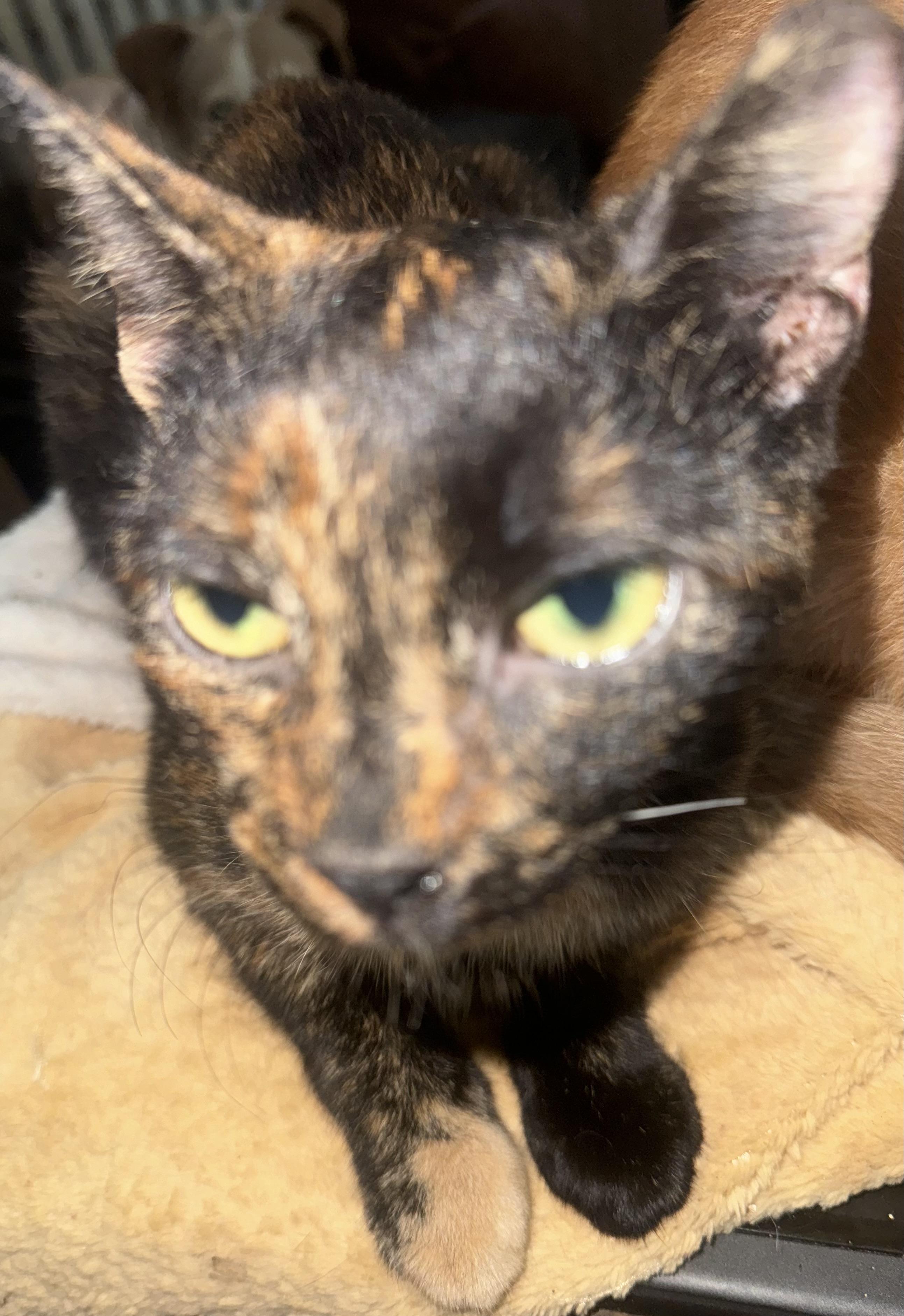 Enlarge Little Lady, a Adoptable Tortoiseshell in East Brunswick, NJ image 2/2