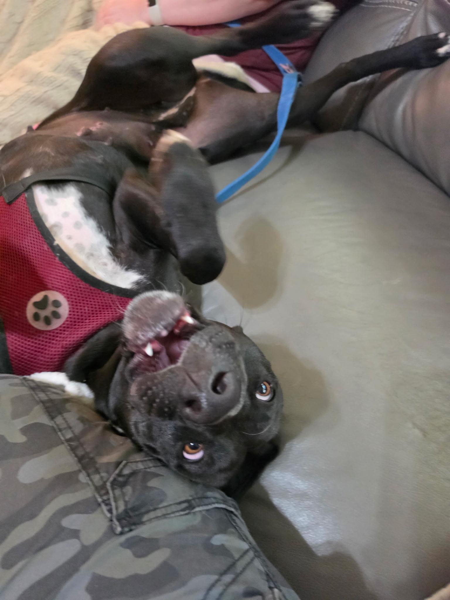 Enlarge DOLLY, an adoptable mixed breed in Newborn, GA image 2/6