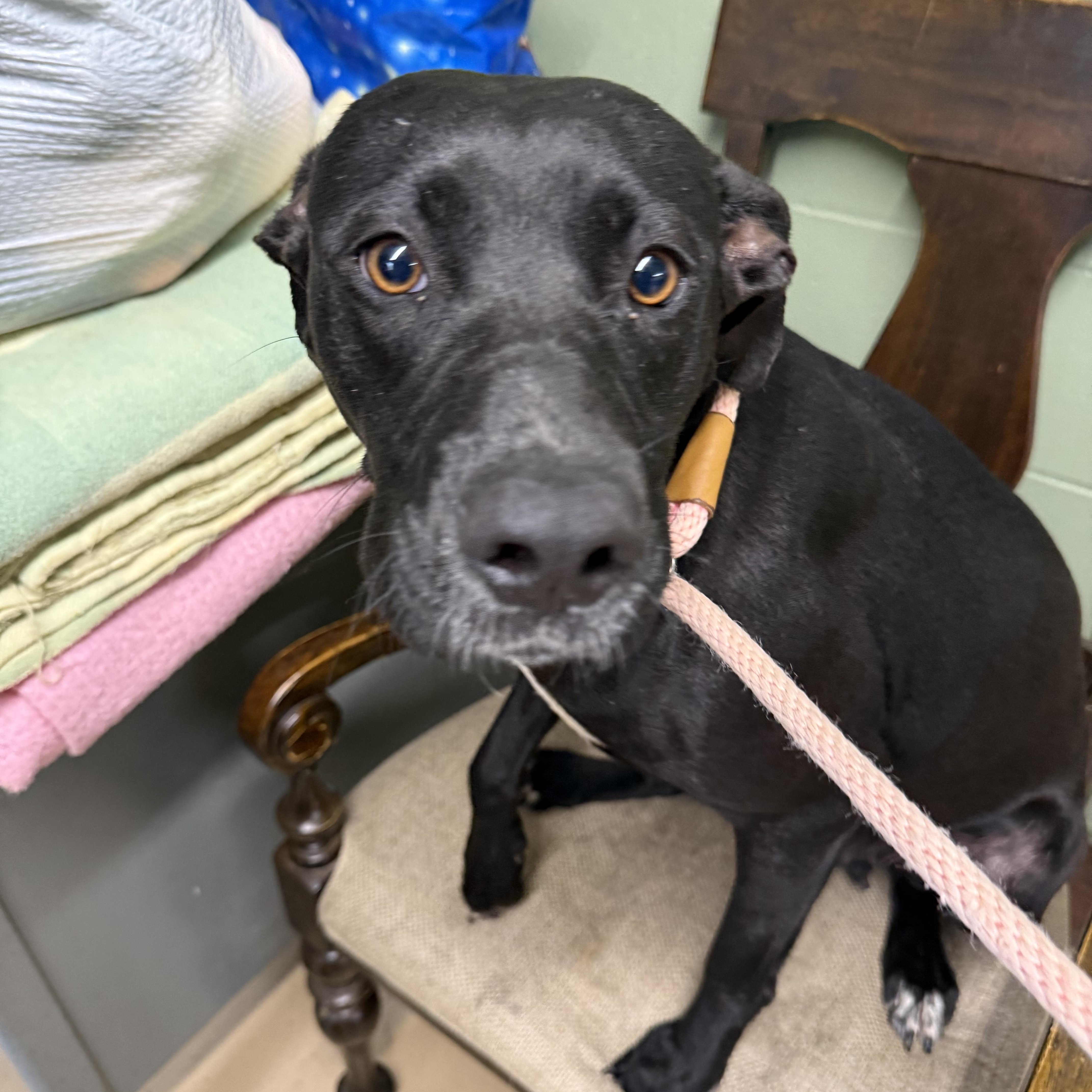 Enlarge DOLLY, an adoptable mixed breed in Newborn, GA image 5/6