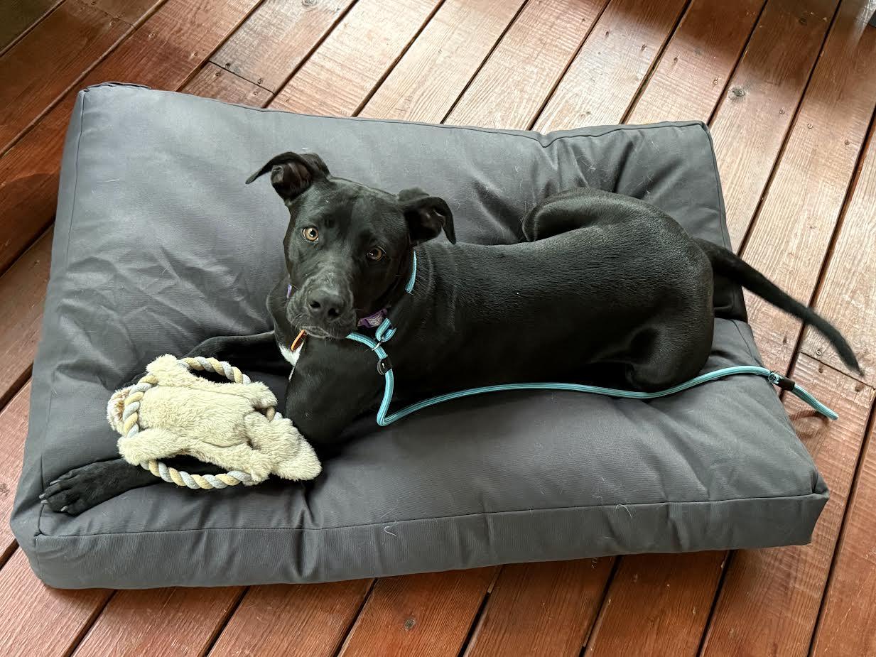 DOLLY, adoptable, Young Female Black Labrador Retriever.
