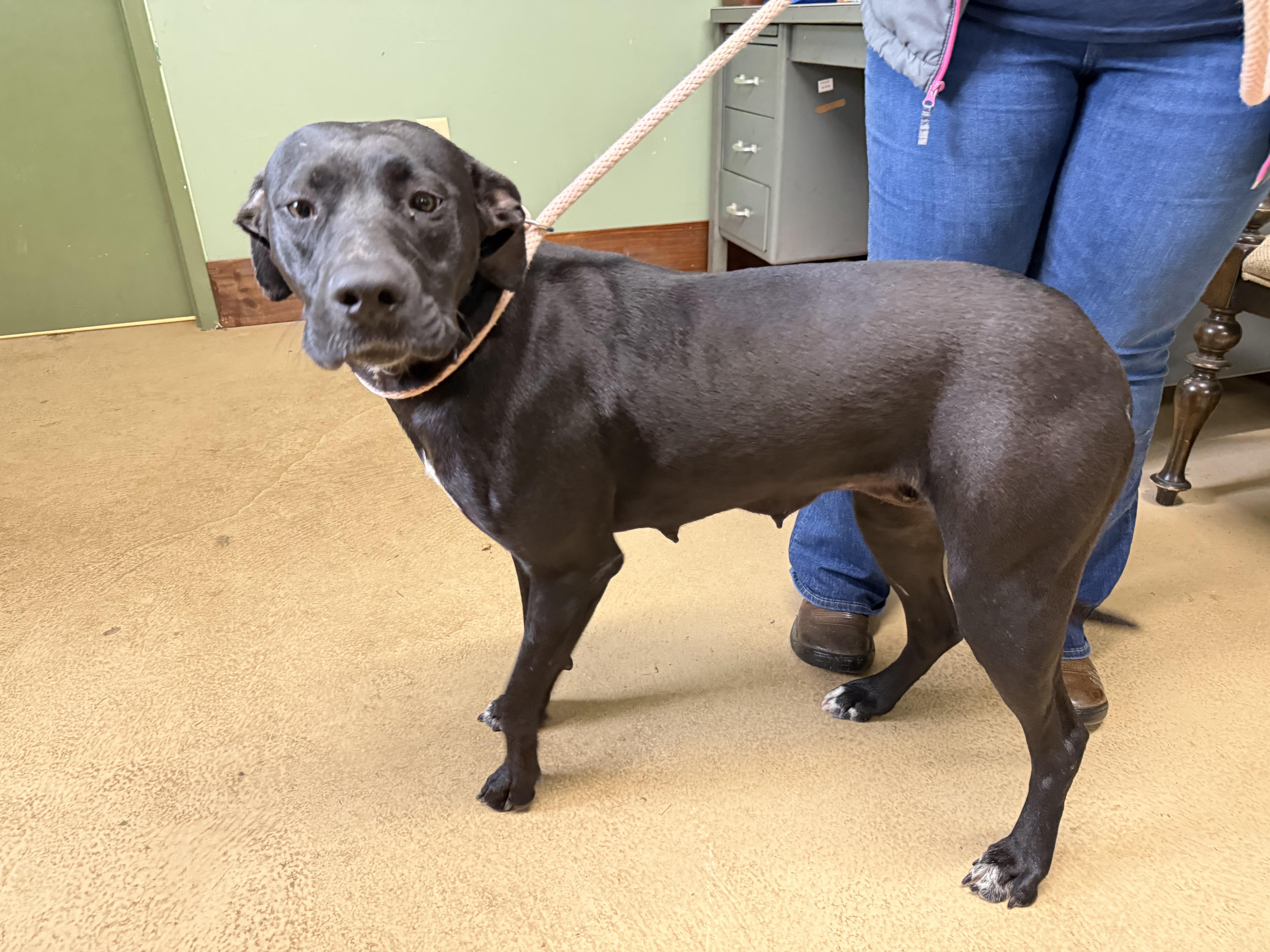 DOLLY, adoptable, Young Female Black Labrador Retriever.