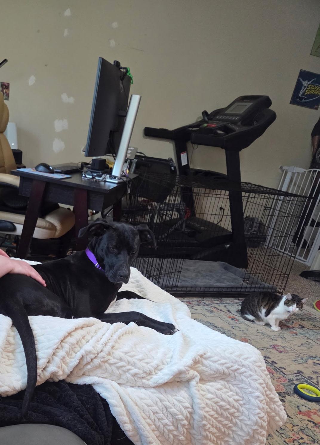 Enlarge DOLLY, an adoptable mixed breed in Newborn, GA image 4/6