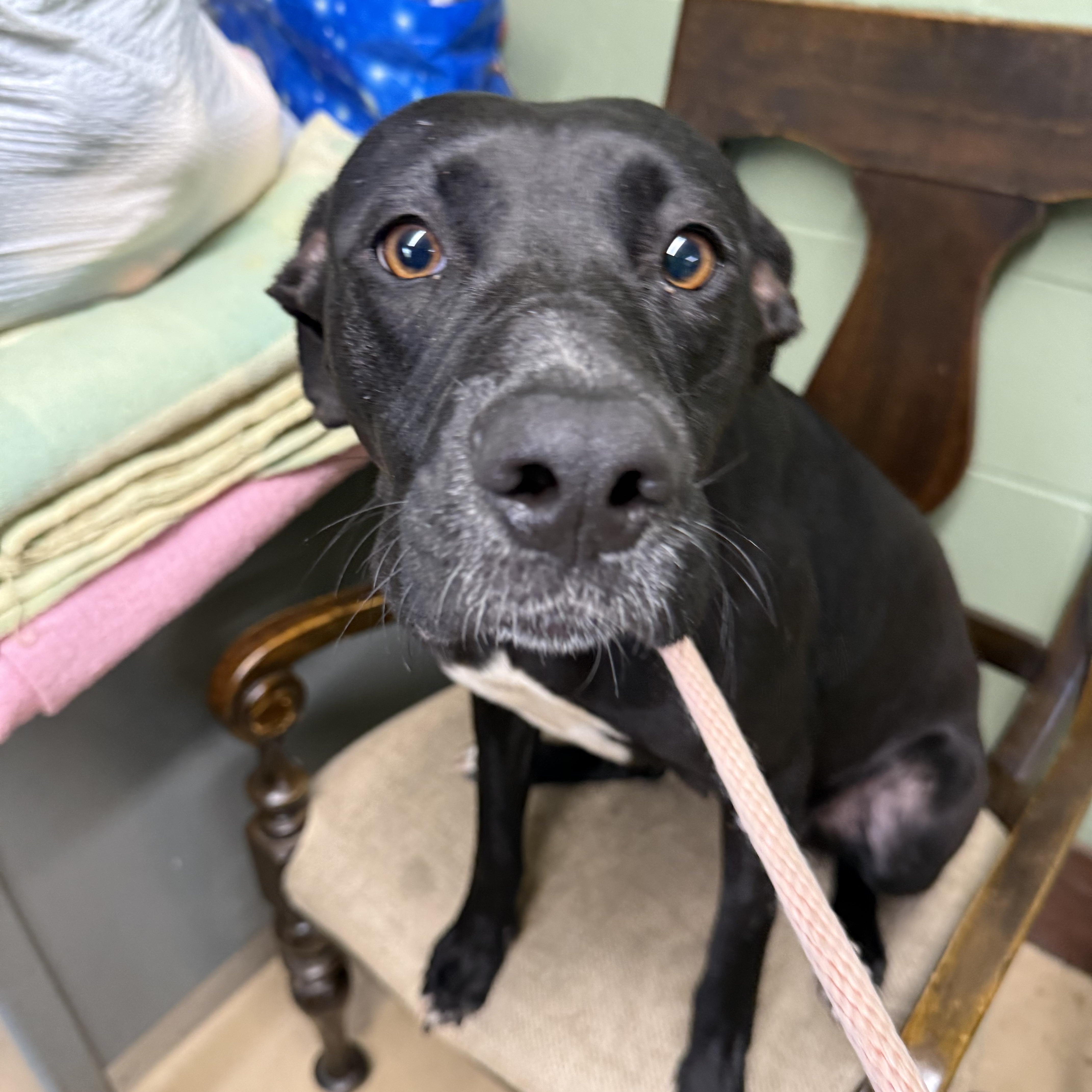 Enlarge DOLLY, an adoptable mixed breed in Newborn, GA image 6/6