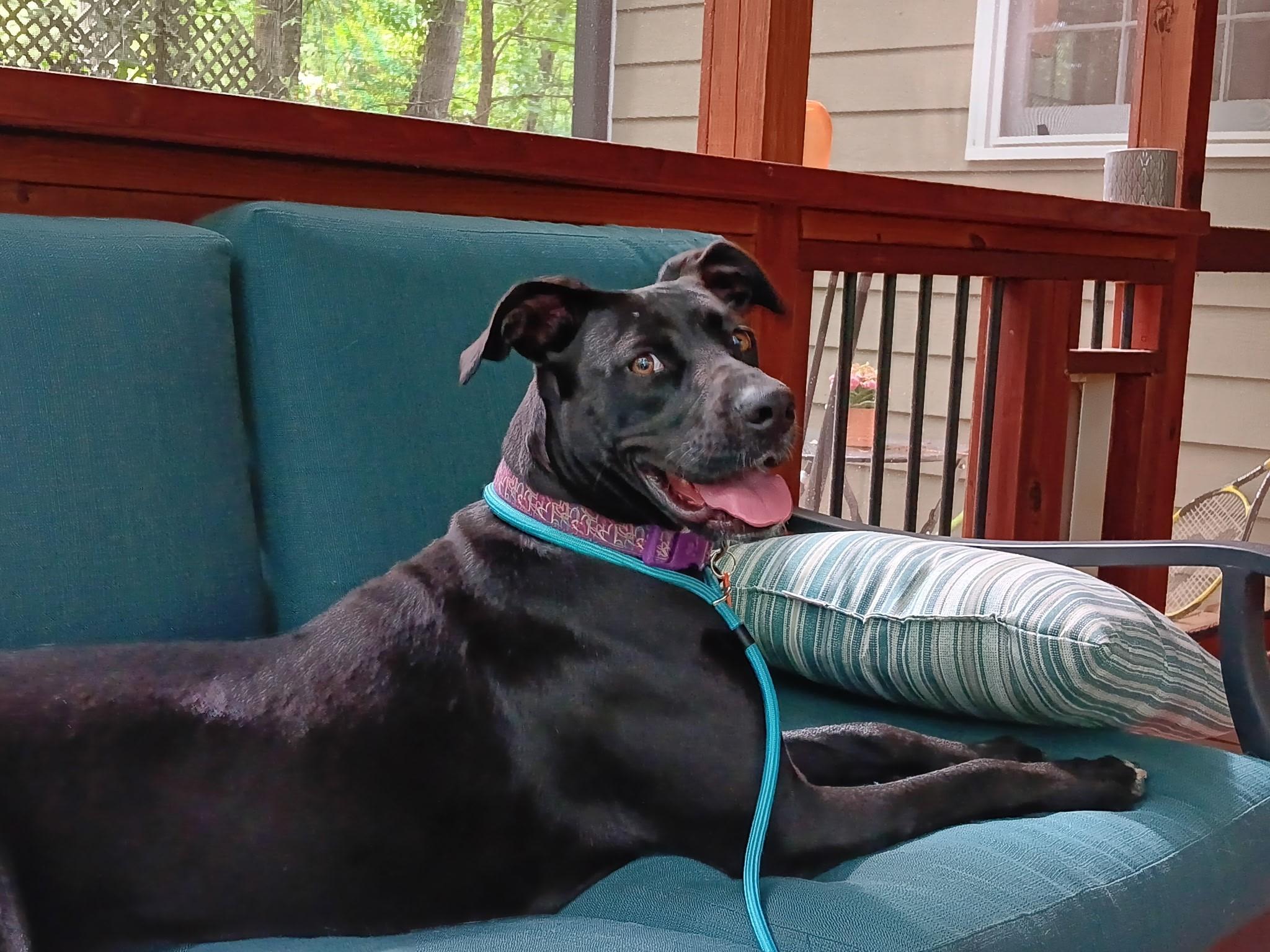 DOLLY, an adoptable mixed breed in Newborn, GA image 3/6