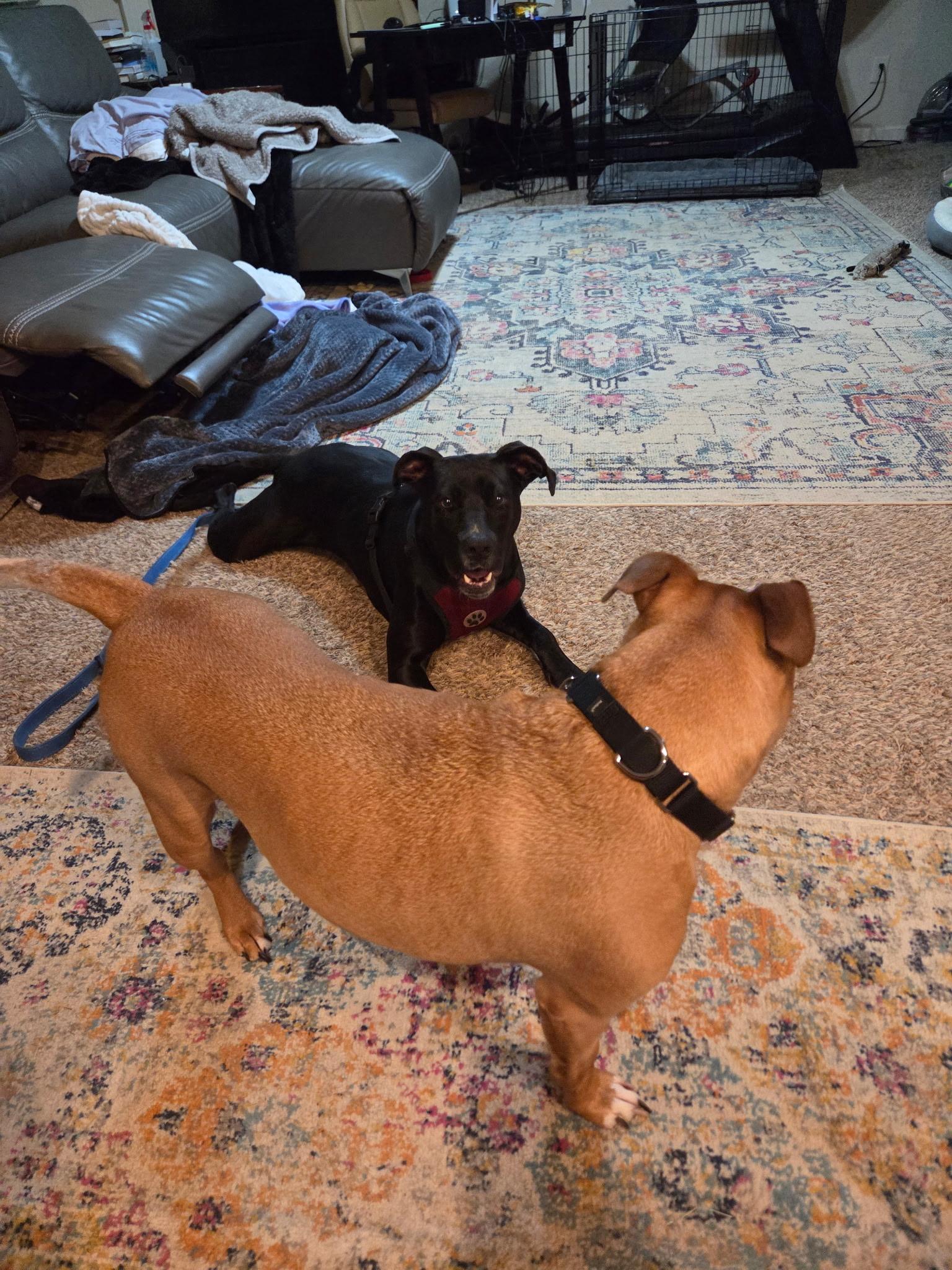 Enlarge DOLLY, an adoptable mixed breed in Newborn, GA image 3/6