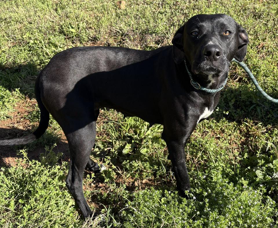 DOLLY, adoptable, Young Female Black Labrador Retriever.