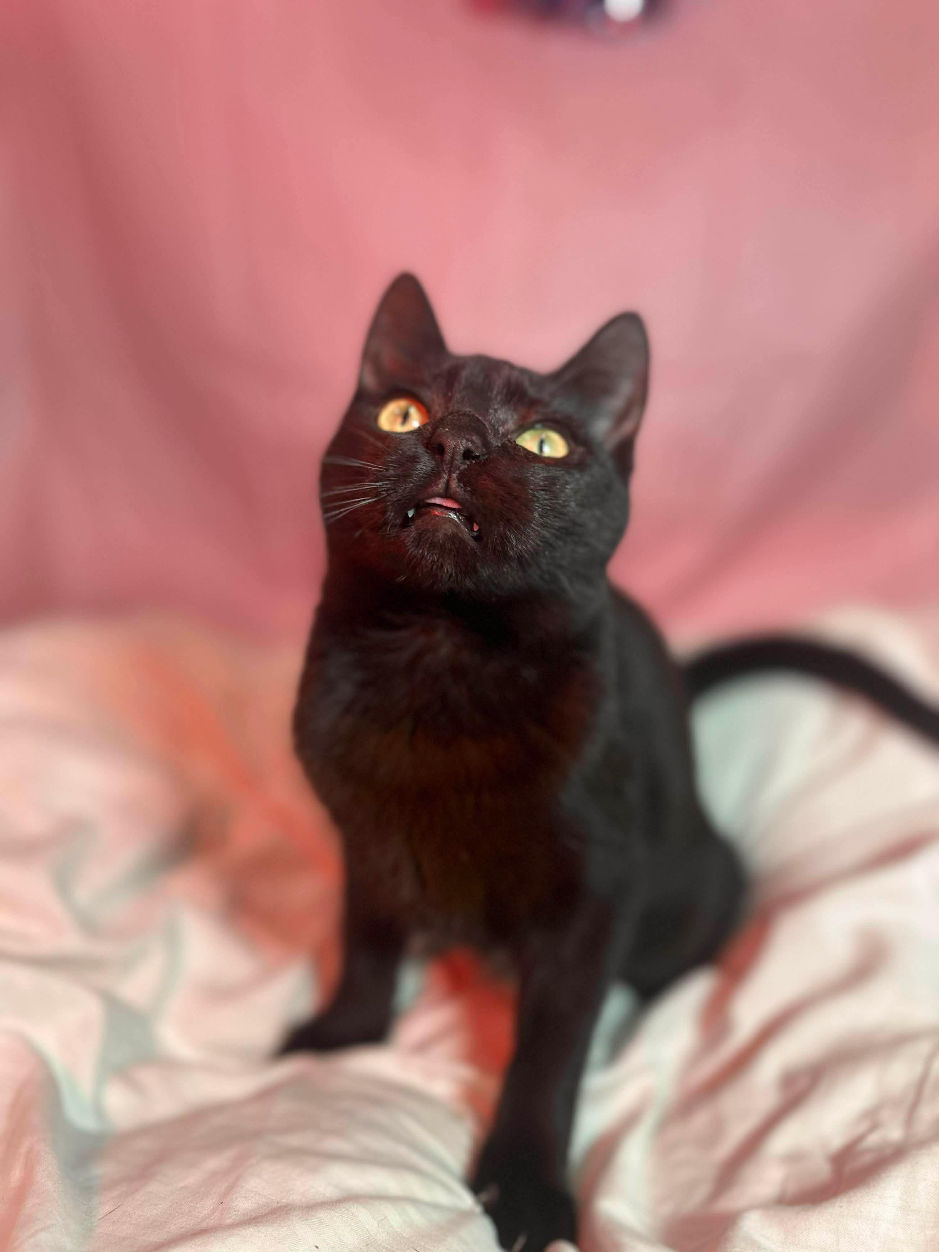 Lomion , an adopted Domestic Short Hair in Fort Oglethorpe, GA image 6/6