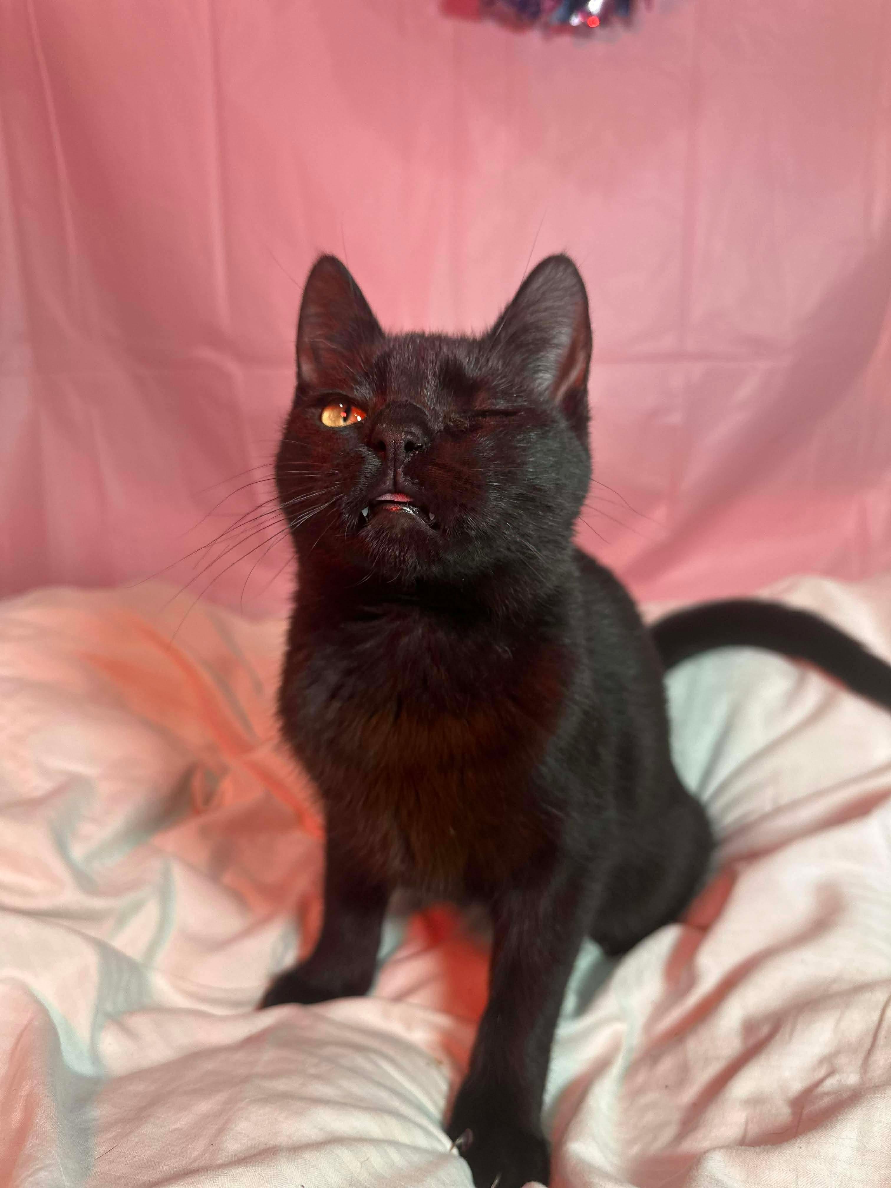 Lomion , an adopted Domestic Short Hair in Fort Oglethorpe, GA image 5/6