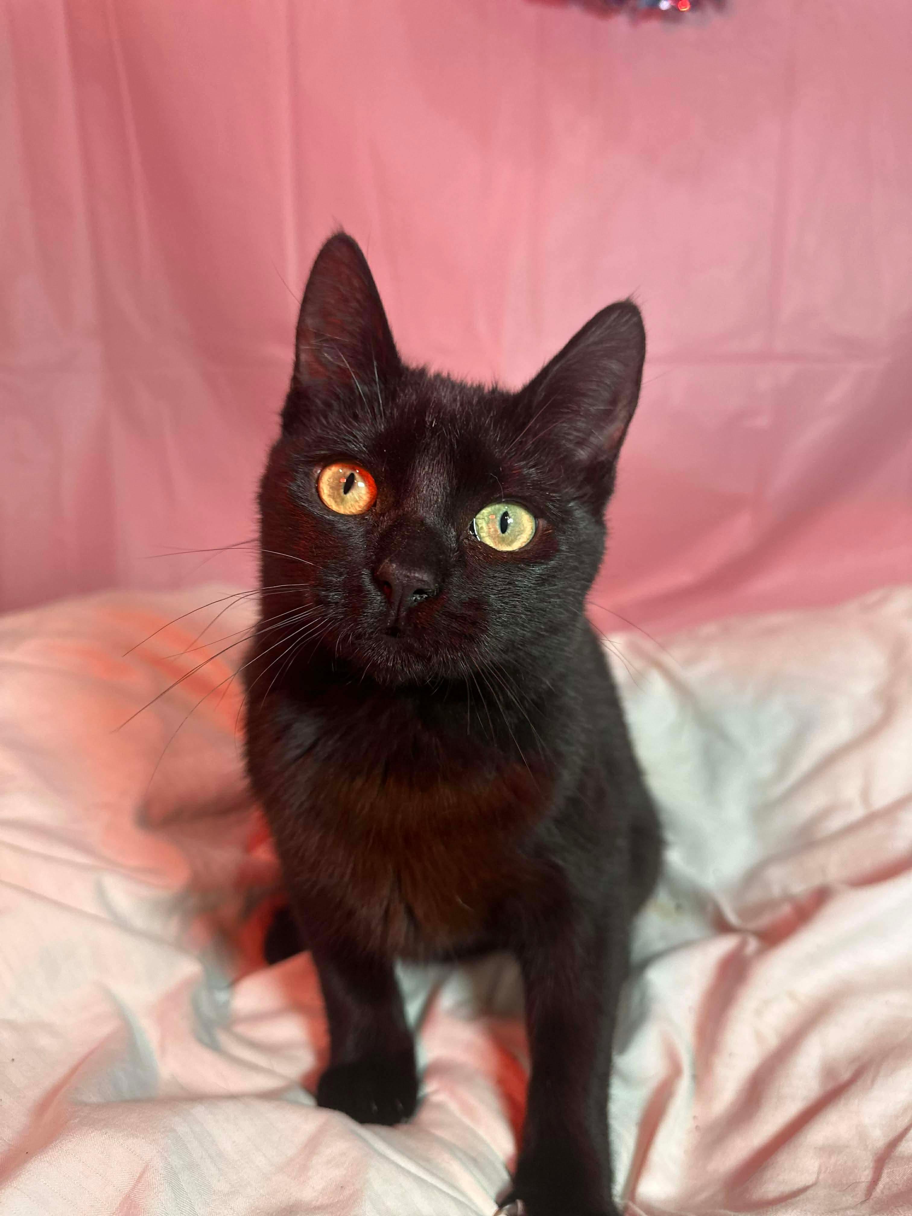 Lomion , adopted, Kitten Male Domestic Short Hair.