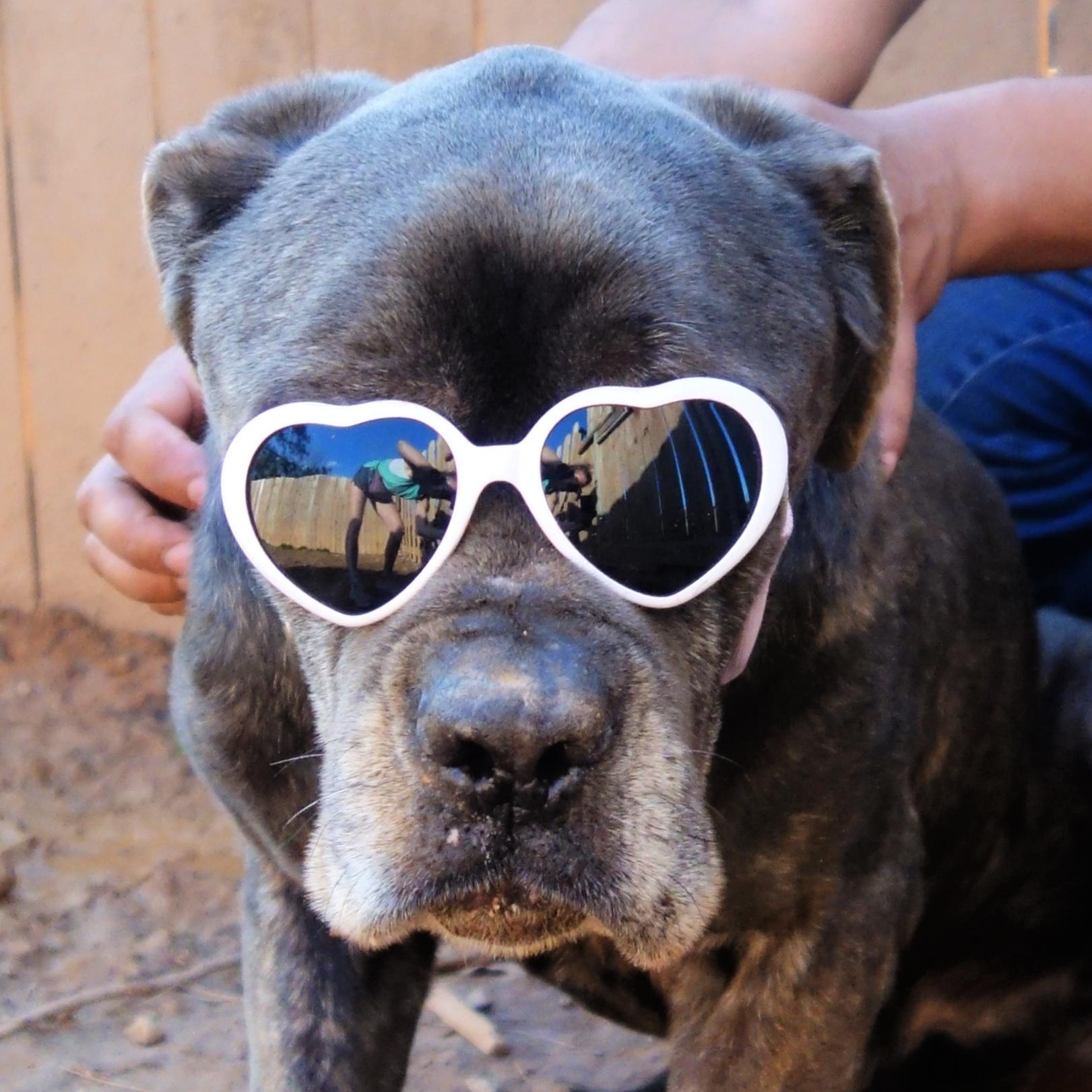 Spock, Senior Male Cane Corso