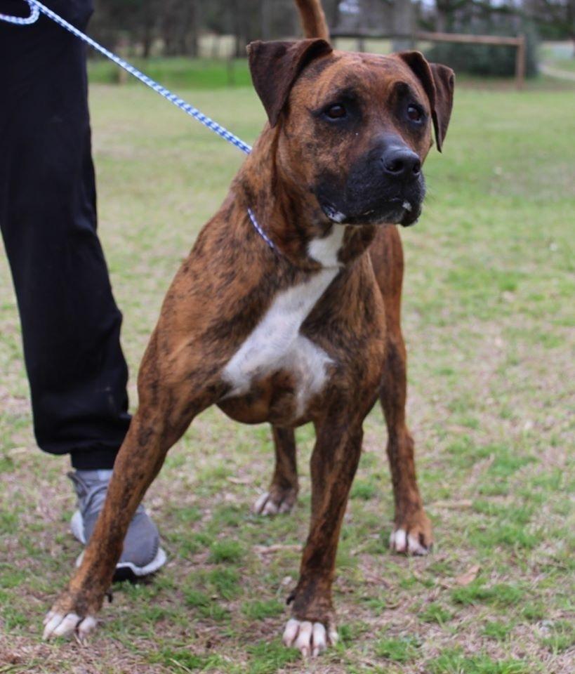 Gracie, a Adoptable mixed breed in Troy, AL image 1/3