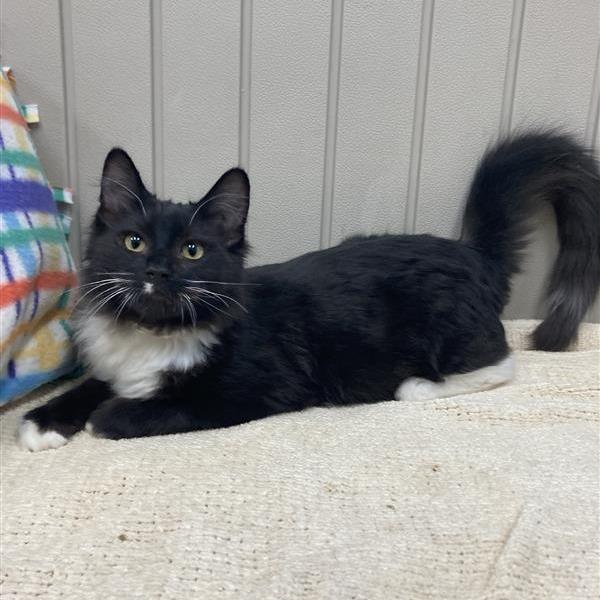 Monroe, Adoptable, Kitten Male Domestic Short Hair.