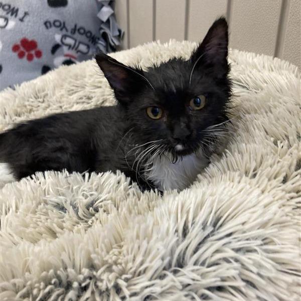 Monroe, Adoptable, Kitten Male Domestic Short Hair.