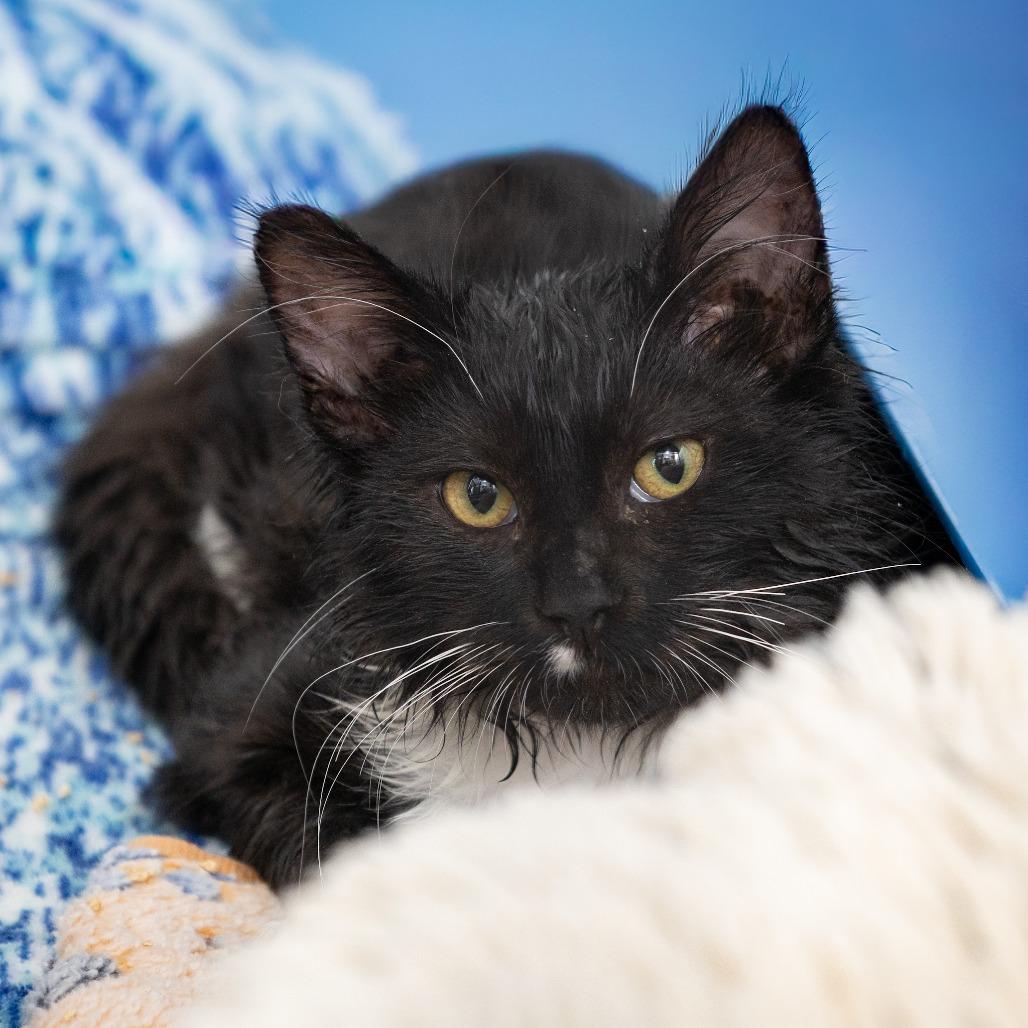 Enlarge Monroe, a Adoptable Domestic Short Hair in Hawthorne, CA image 2/3