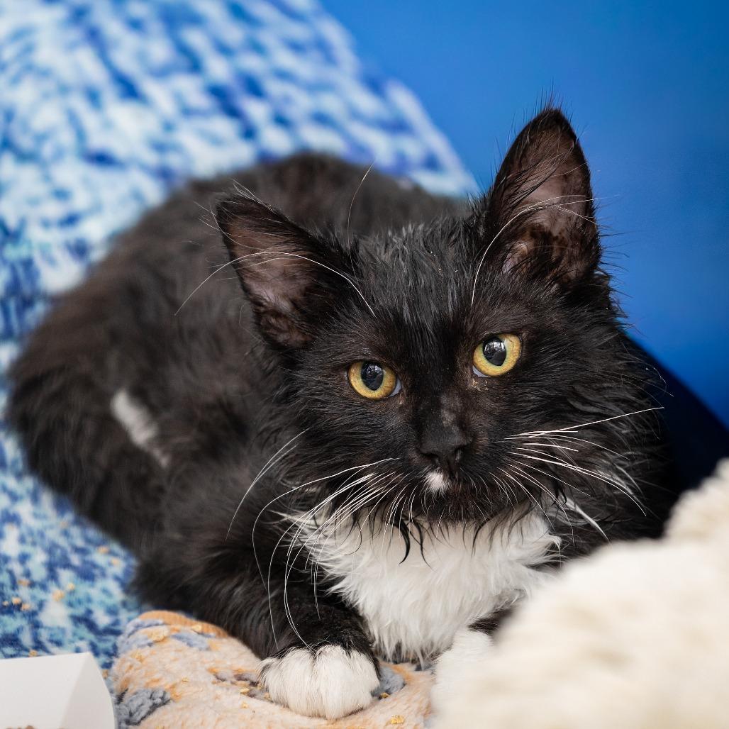 Enlarge Monroe, a Adoptable Domestic Short Hair in Hawthorne, CA image 3/3