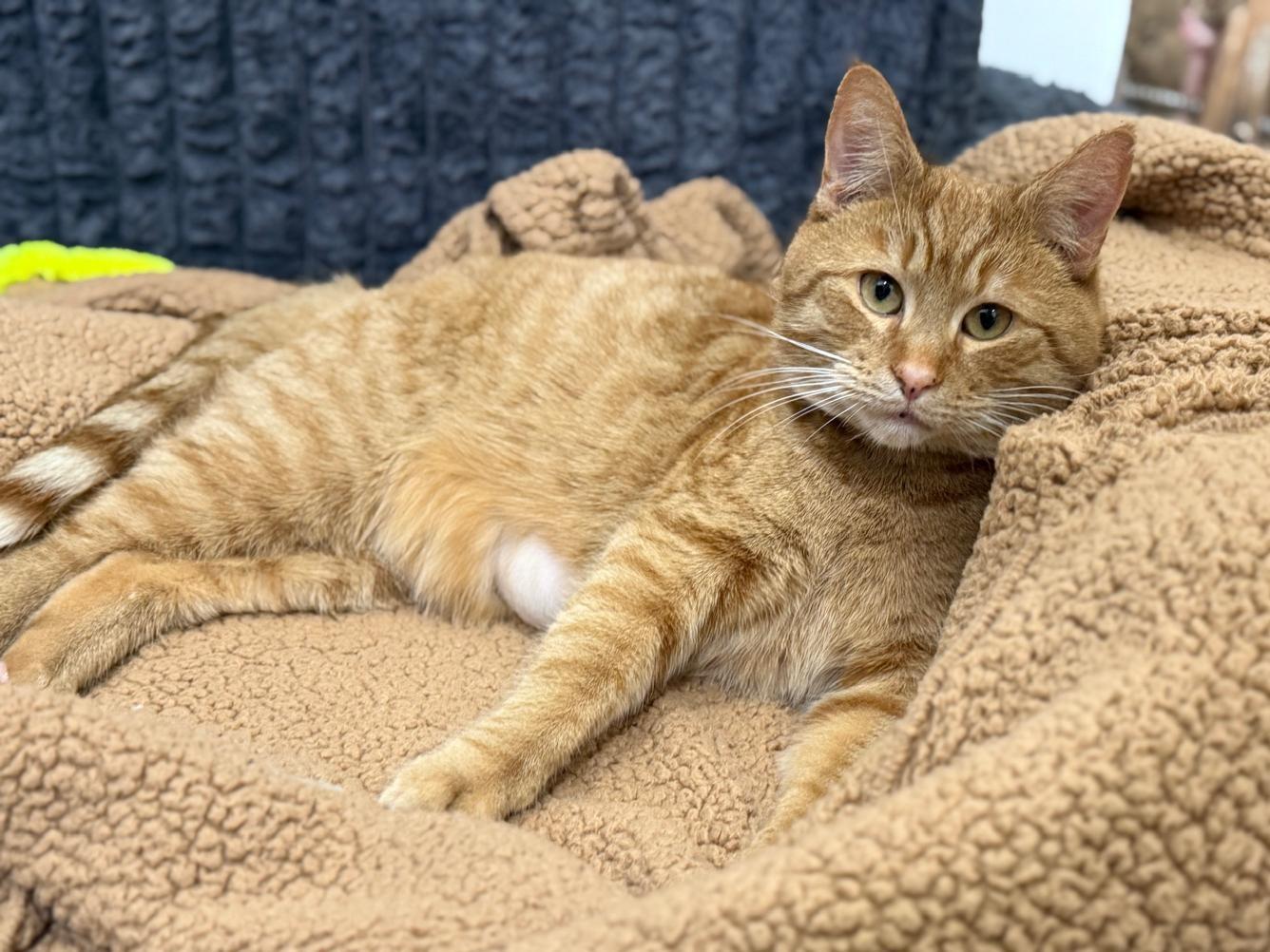 Harvey, adopted, Young Male Domestic Short Hair.