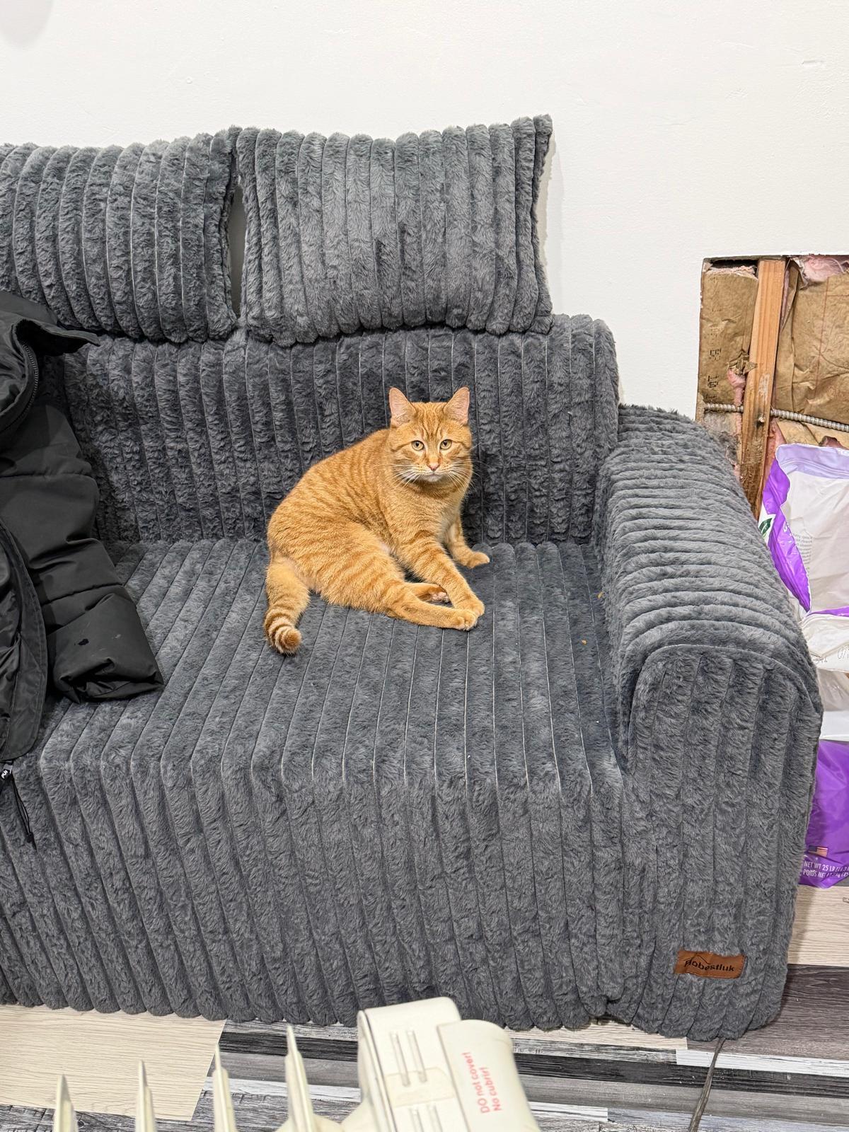 Enlarge Harvey, an adopted Domestic Short Hair in Sudbury, MA image 2/2