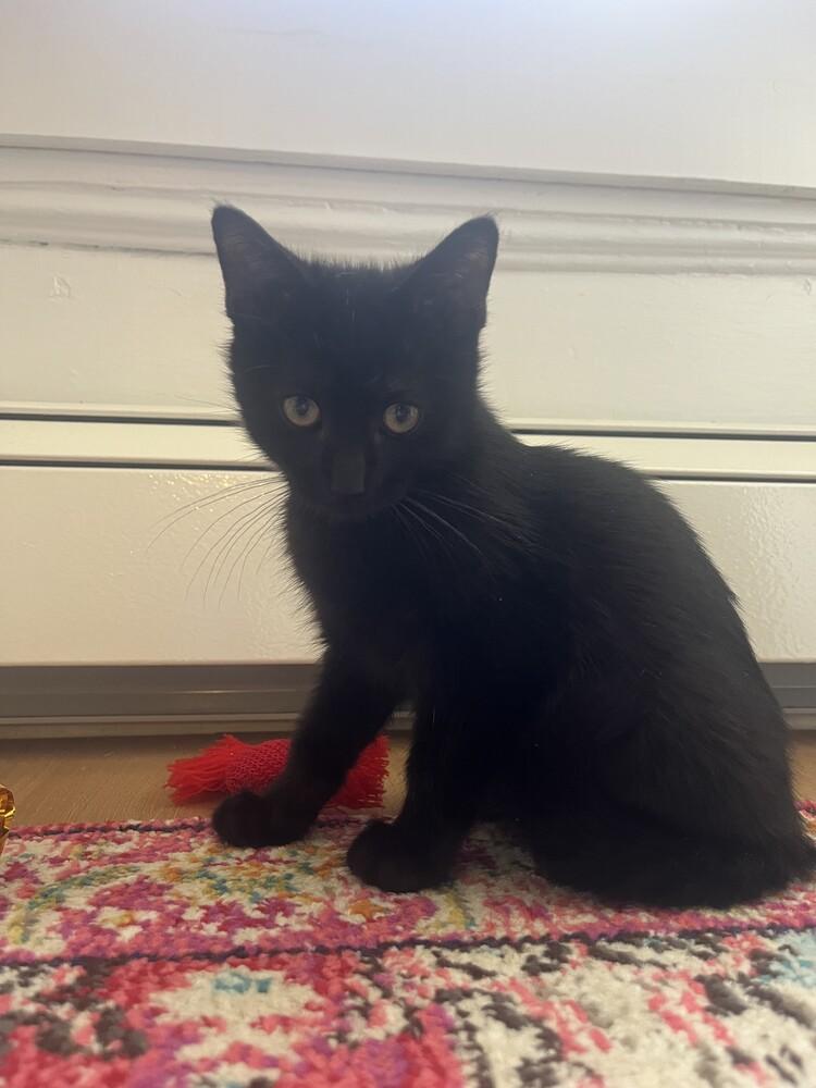 Cyclone, Adoptable, Kitten Male Domestic Short Hair.