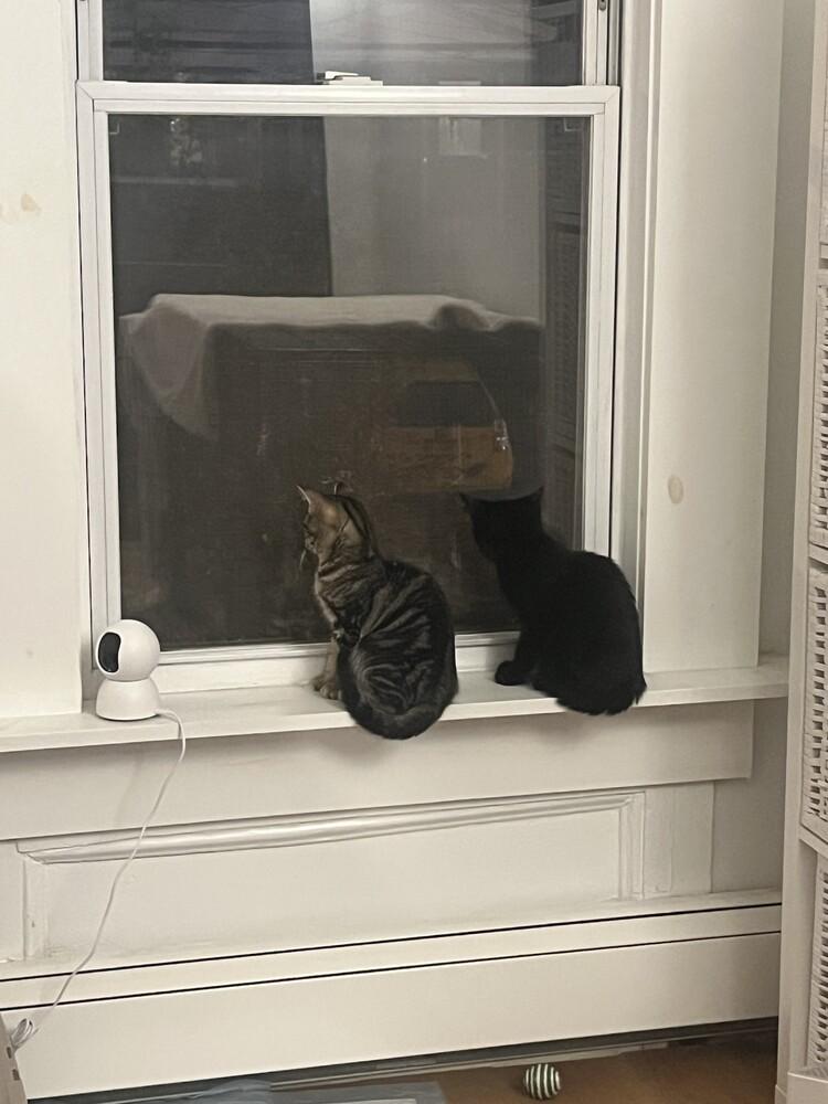 Enlarge Cyclone, a Adoptable mixed breed in New York, NY image 2/5